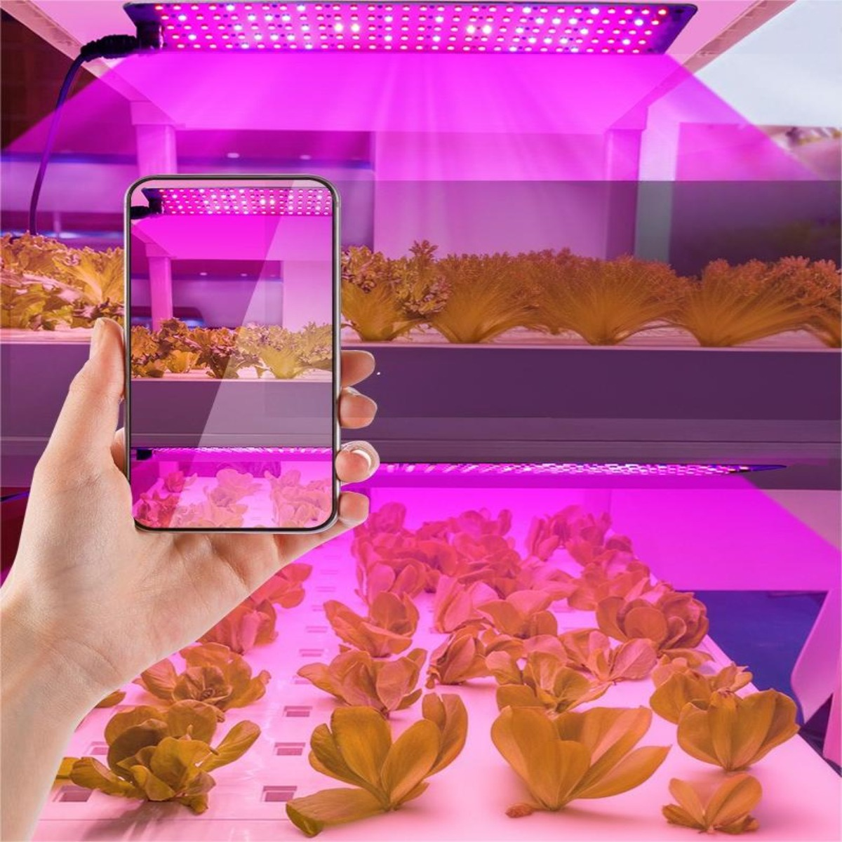 Hand, die ein Telefon hält und ein Foto eines Hydrokultursystems macht.