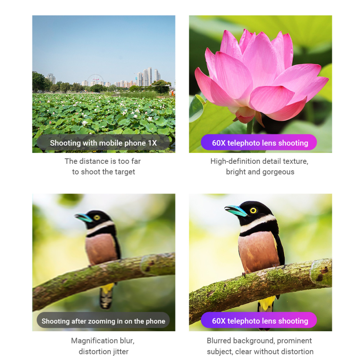 Cztery porównania obrazów: pole kwiatów lotosu, kwiat lotosu, ptak na gałęzi i ptak.