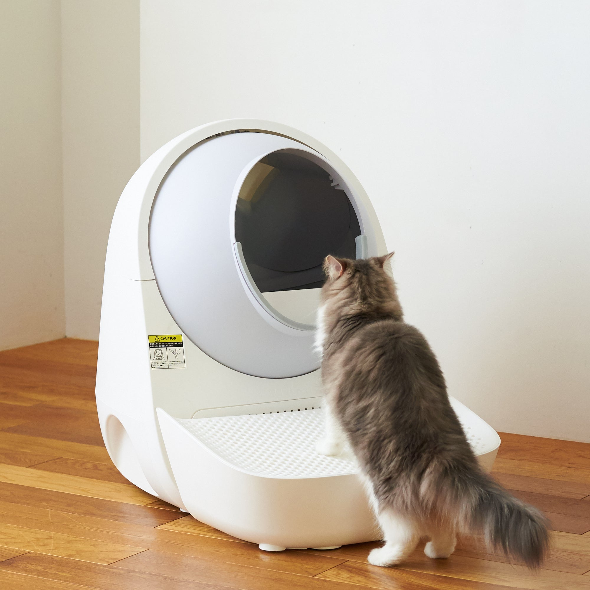 Eine Katze, die in eine automatische, weiße Katzenstreu schaut.