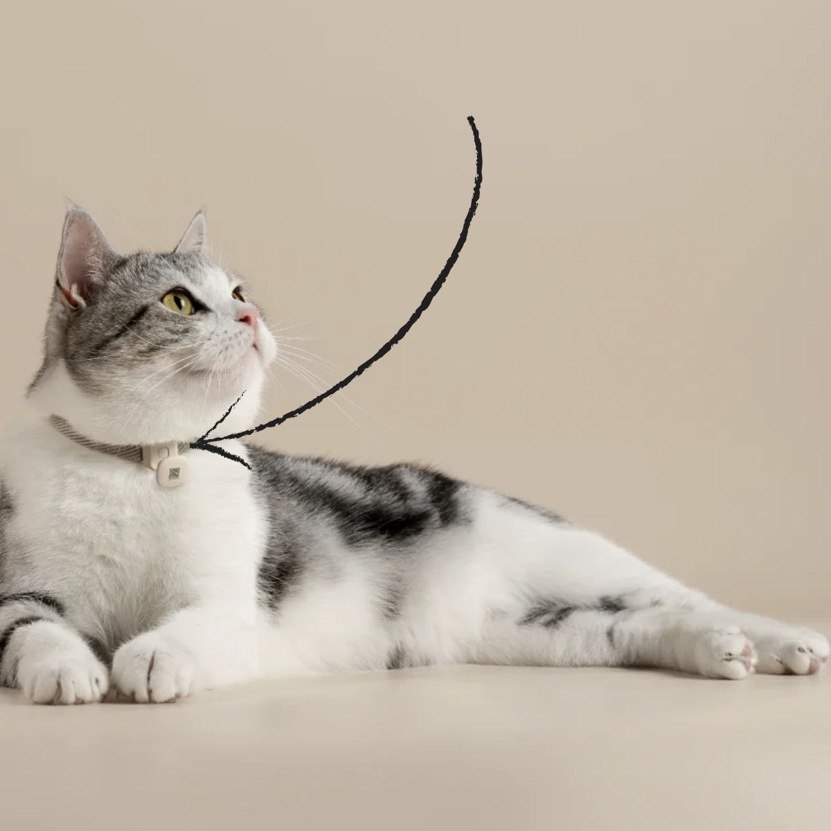 Un gato tumbado en una superficie, con collar y placa, mirando hacia arriba.
