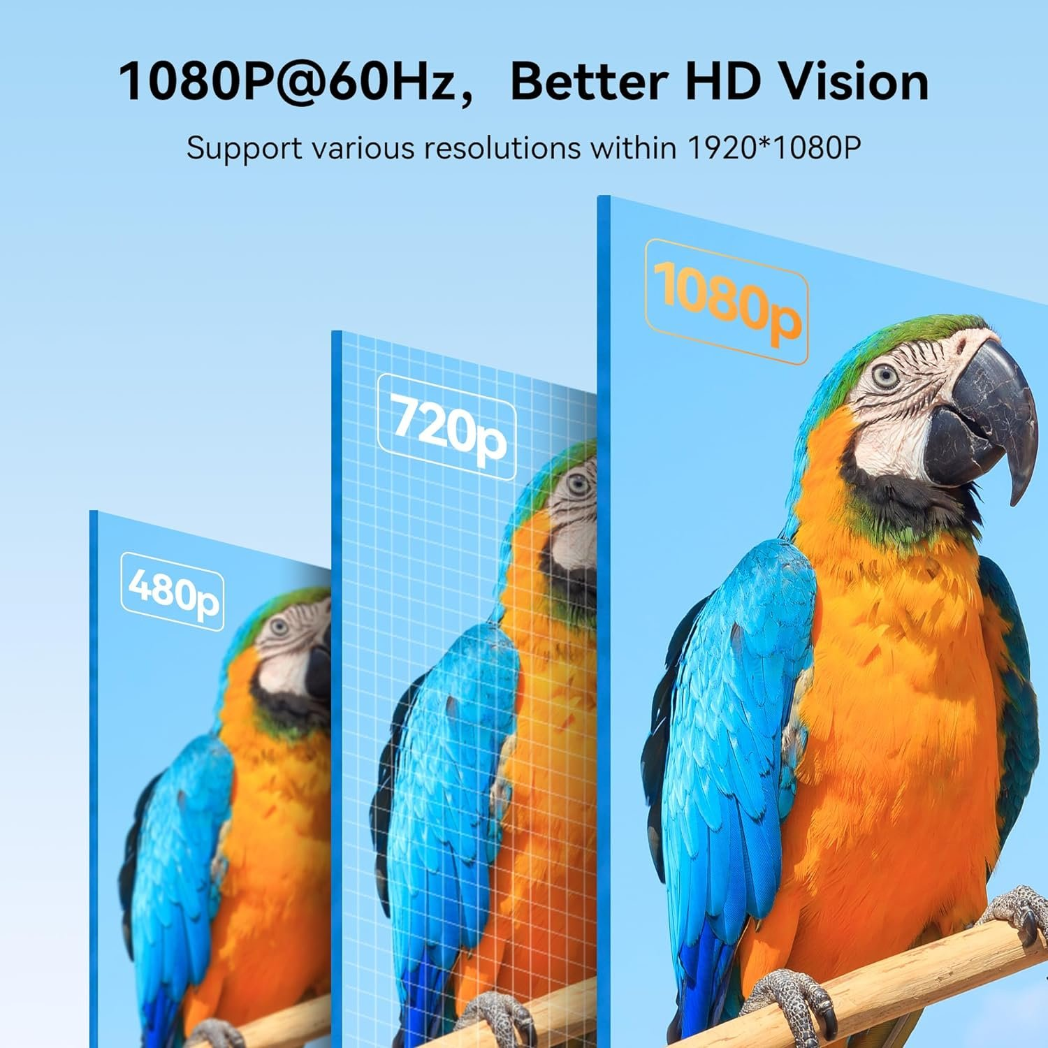 Guacamayos en una rama con resoluciones de 480p, 720p y 1080p.