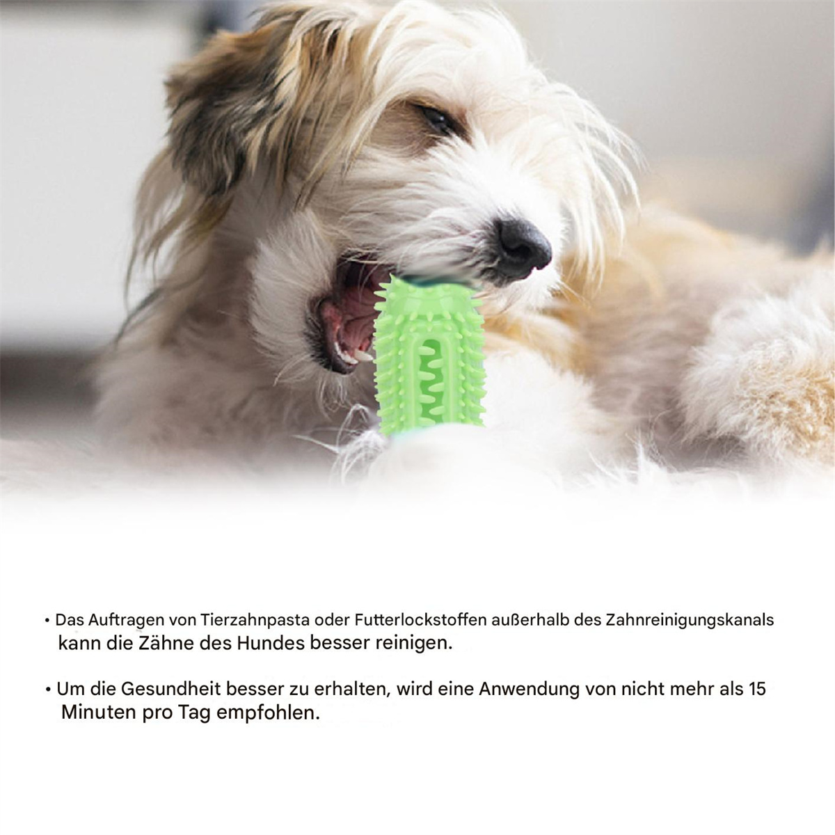 Ein kleiner Hund, der auf einem grünen, stacheligen Dentalspielzeug kaut. Der Hund hat das Maul offen.