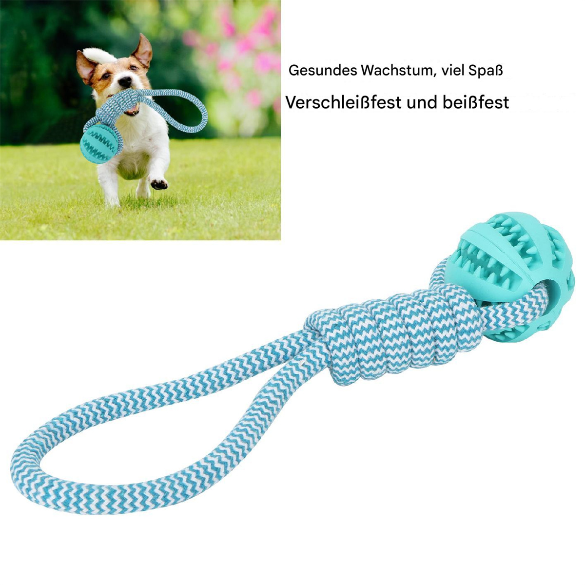 Ein Hund spielt mit einem blau-weißen Seilspielzeug mit einem türkisfarbenen Ball.