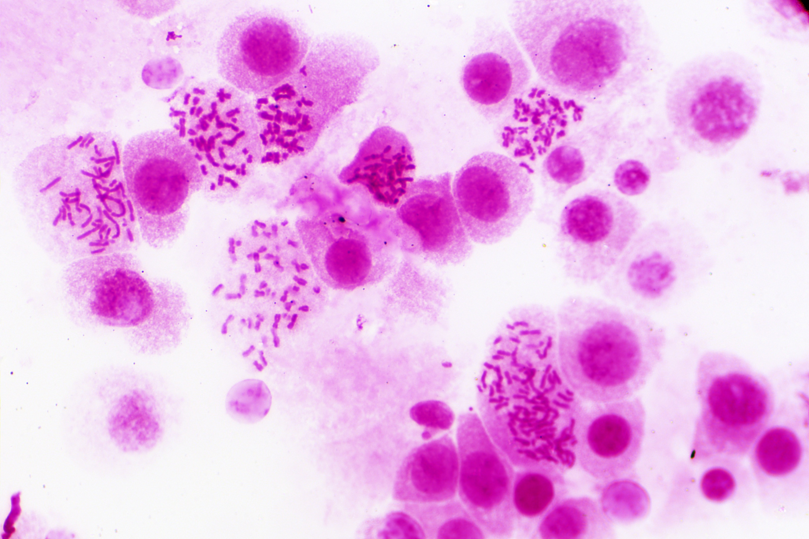 Mikroskopische Aufnahme von violett gefärbten Zellen mit sichtbaren Chromosomen.
