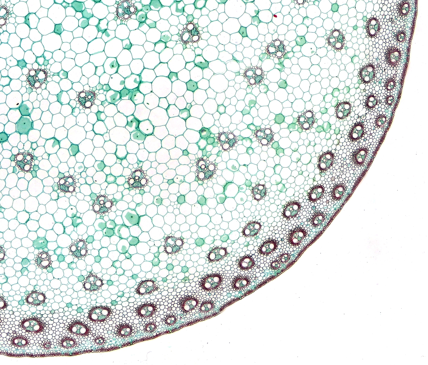 Una vista microscópica de una sección de tallo de planta, que muestra la estructura celular en varios tonos de verde y marrón.