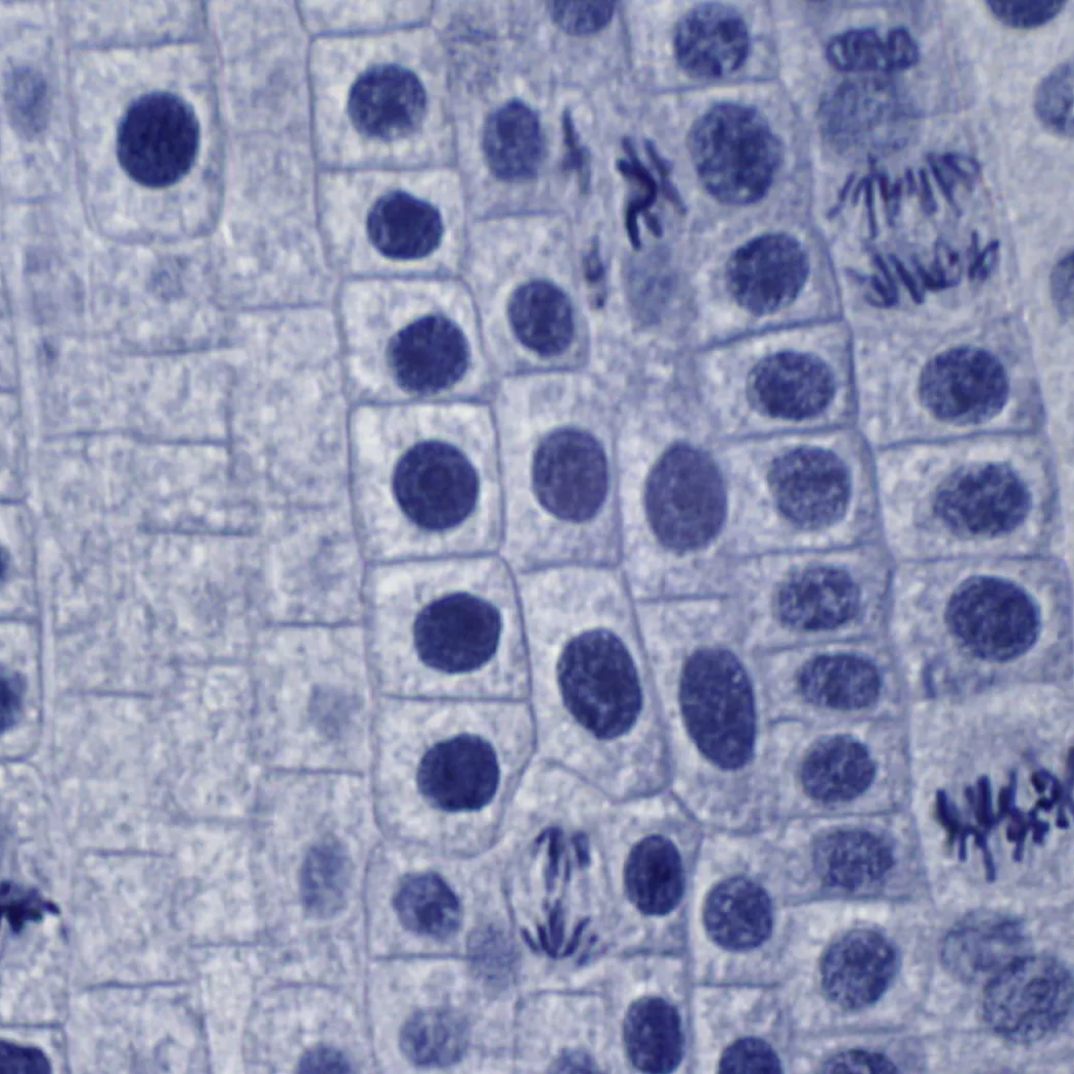 Imagen microscópica de células con núcleos azul oscuro. Color blanco y azul. Fondo blanco.