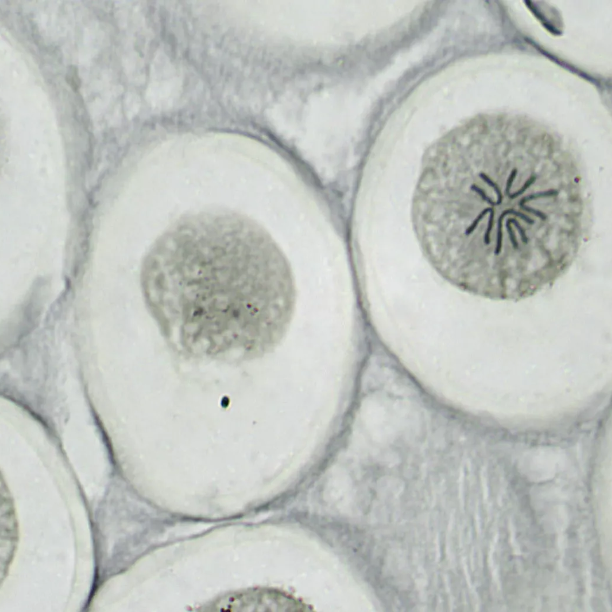 Una vista microscópica de células, mostrando estructuras celulares y núcleos.