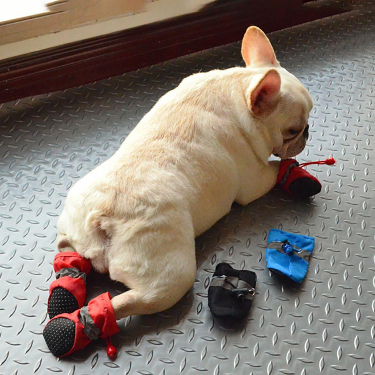 Ein weißer Hund trägt rote Stiefel und blaue Booties. Er liegt auf einer silbernen Metalloberfläche.