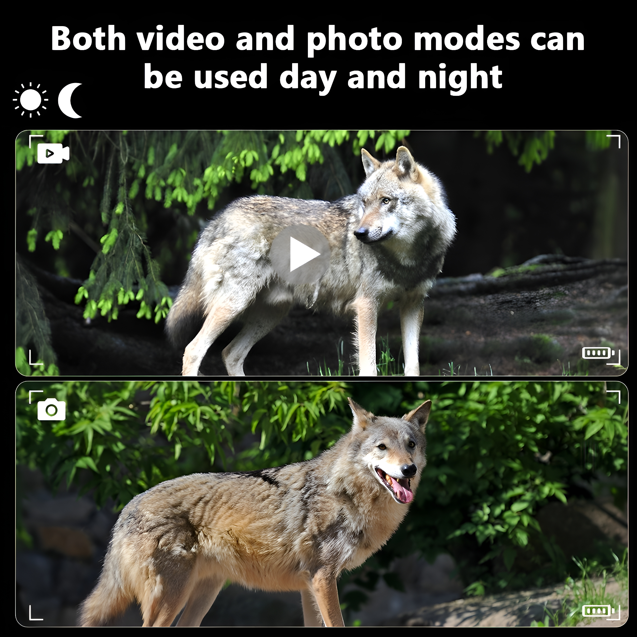 Zwei Bilder eines Wolfes. Eines zeigt den Videomodus, das andere den Fotomodus. Beide Tag- und Nachtmodi werden erwähnt.