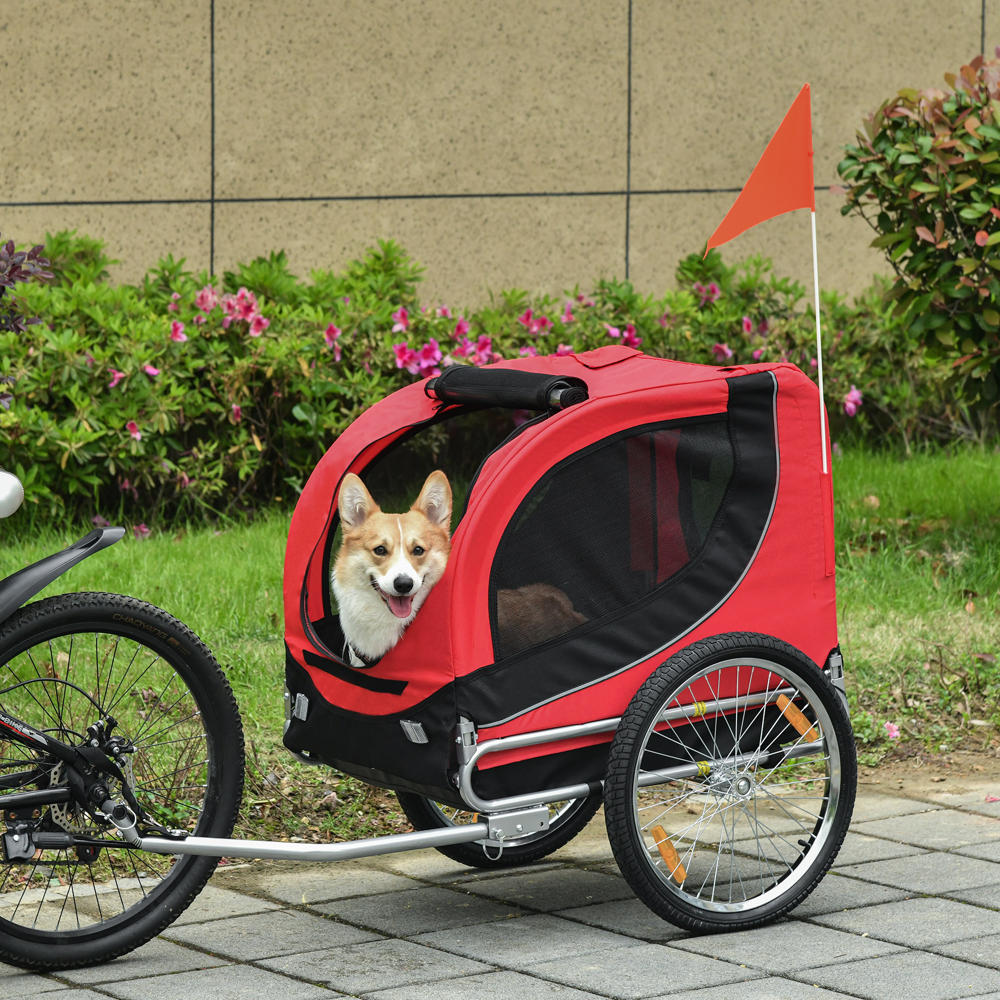 Un perro corgi en un remolque rojo y negro para mascotas, enganchado a una bicicleta.