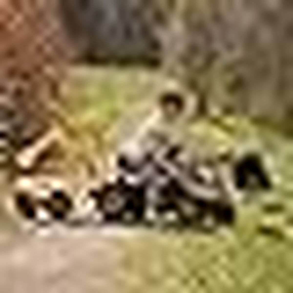 Verschwommenes Bild von Menschen mit einem Motorrad und grünem Laub.