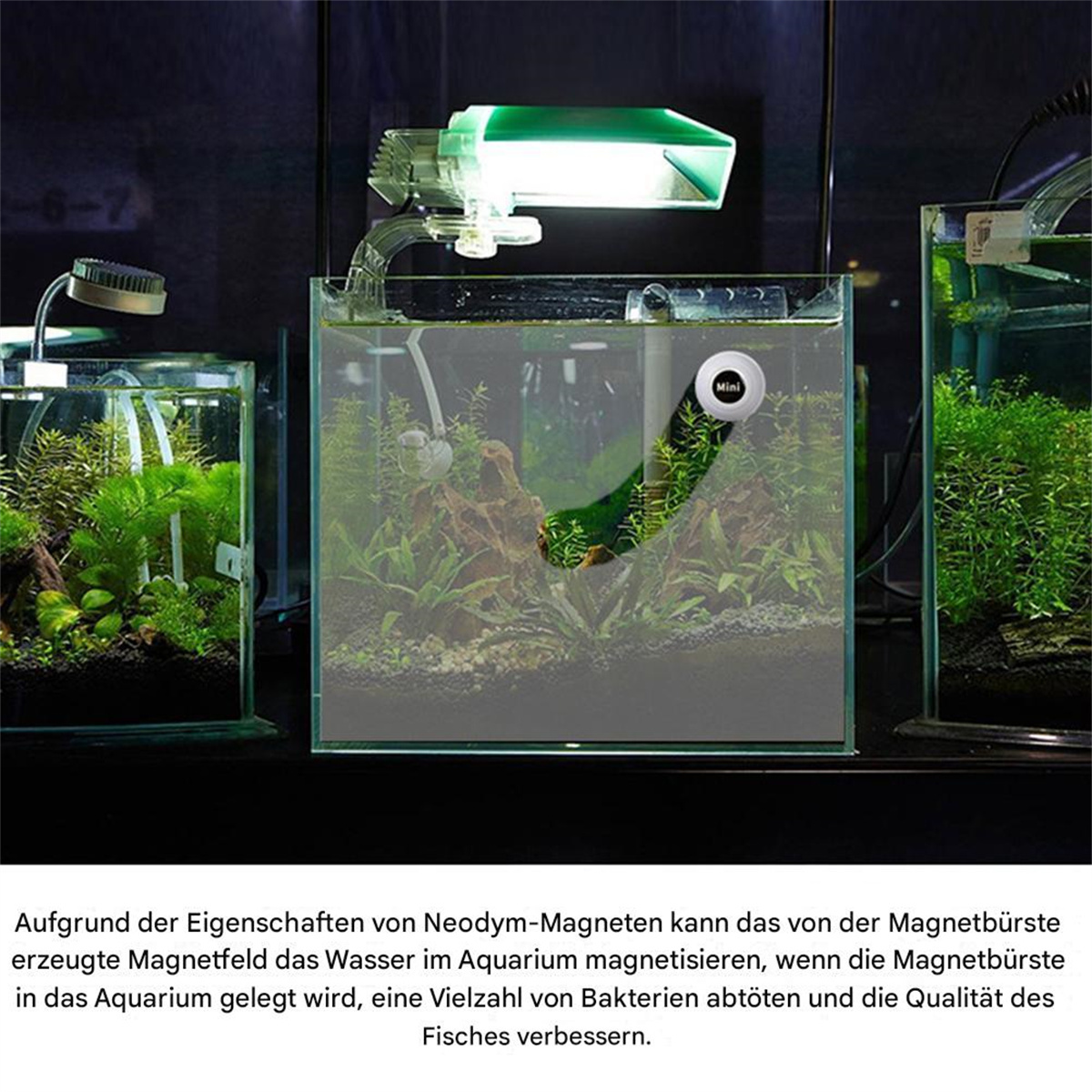 Drei kleine Aquarien mit Pflanzen, ein Magnetreiniger im mittleren Aquarium.