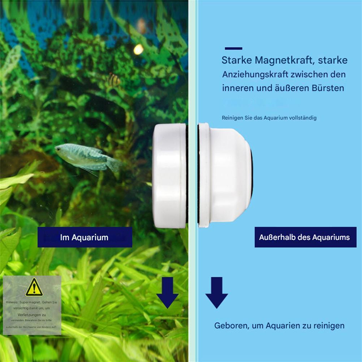 Magnetischer Aquarienreiniger, eine Seite im Tank, die andere außen, Reinigungsaktion.