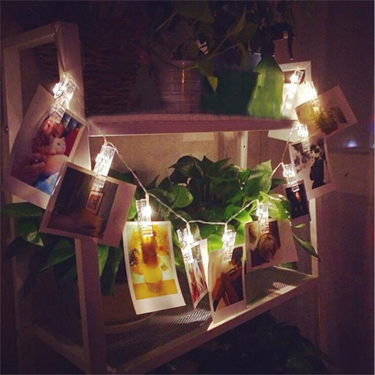 Fotos an Lichterketten auf einem Regal mit Pflanzen befestigt, gemütliche Atmosphäre.