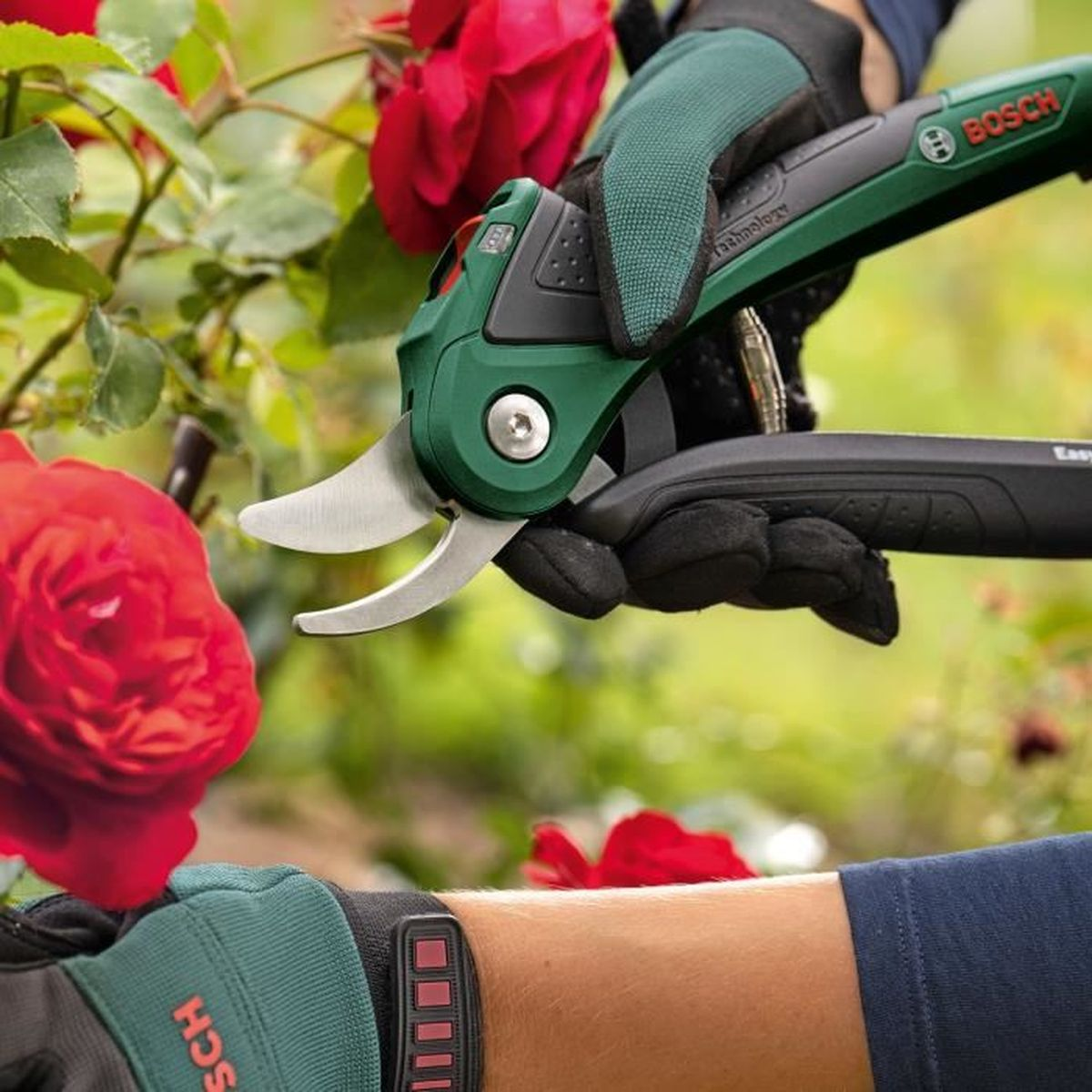 Hände mit grünen Handschuhen schneiden einen roten Rosenbusch mit Gartenscheren.