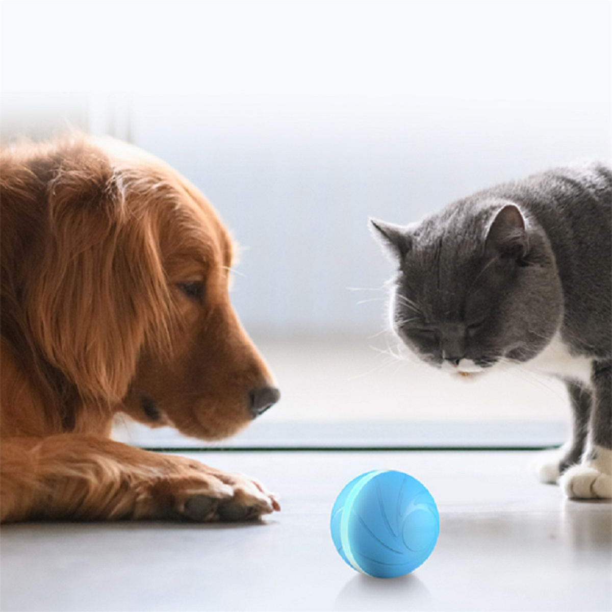 Ein Golden Retriever und eine graue Katze stehen sich gegenüber. Ein blauer Ball liegt zwischen ihnen.