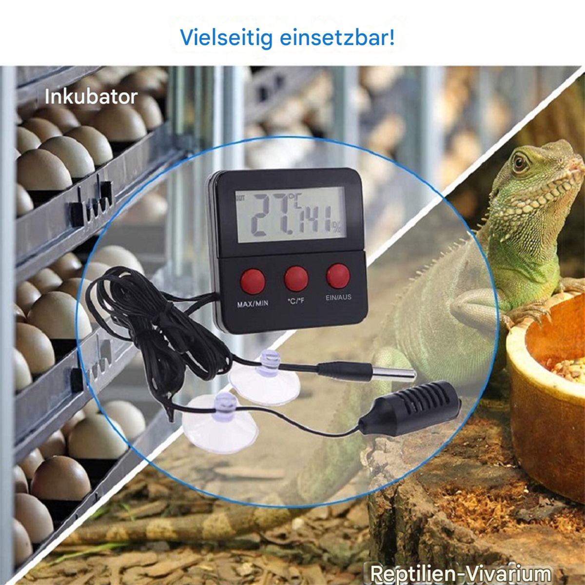 Ein Reptilien-Terrarium mit Thermometer und Eidechse, mit Text und Saugnäpfen.