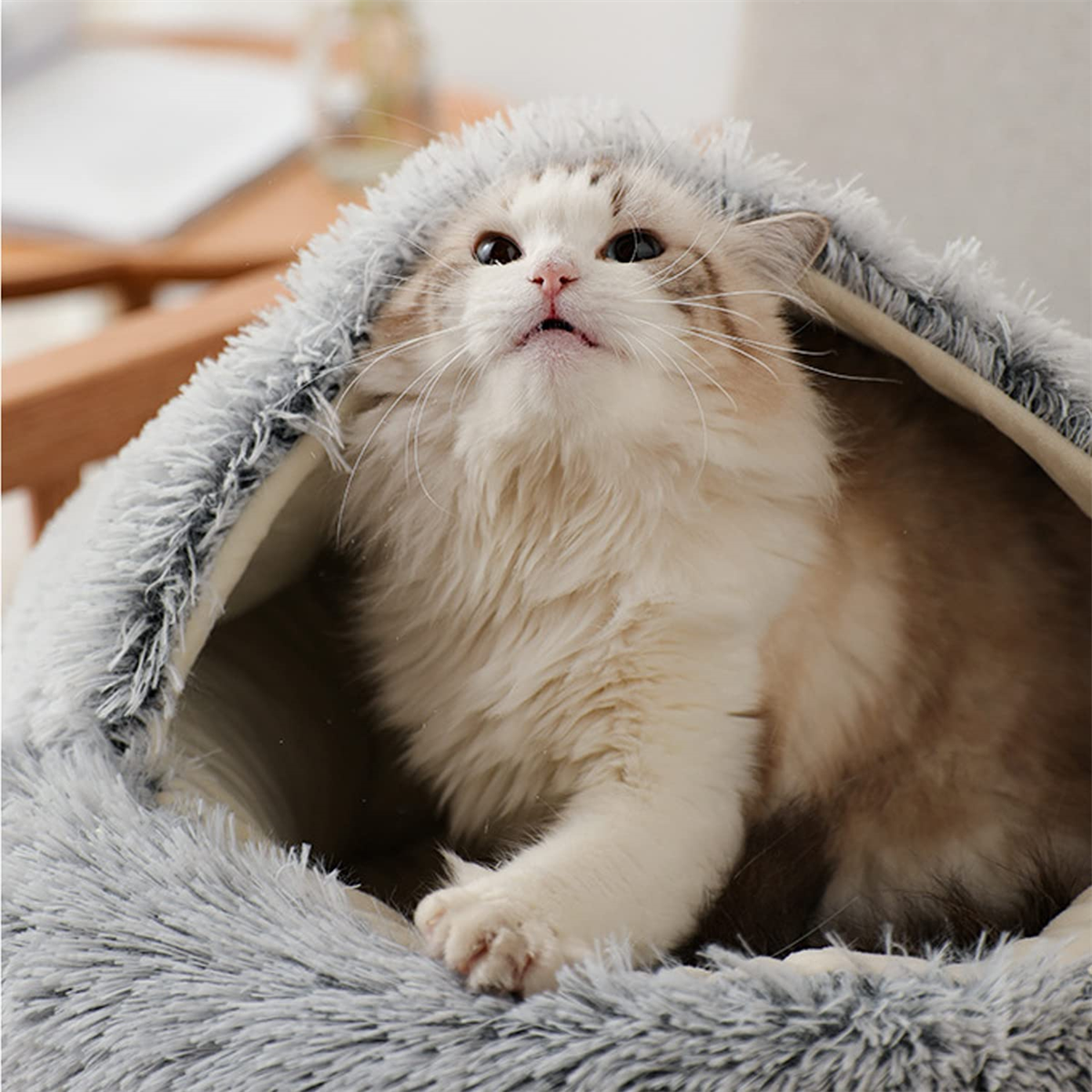 Flauschige Katze in grau-beigem Bett, blickt nach oben mit offenem Maul und rosa Nase.