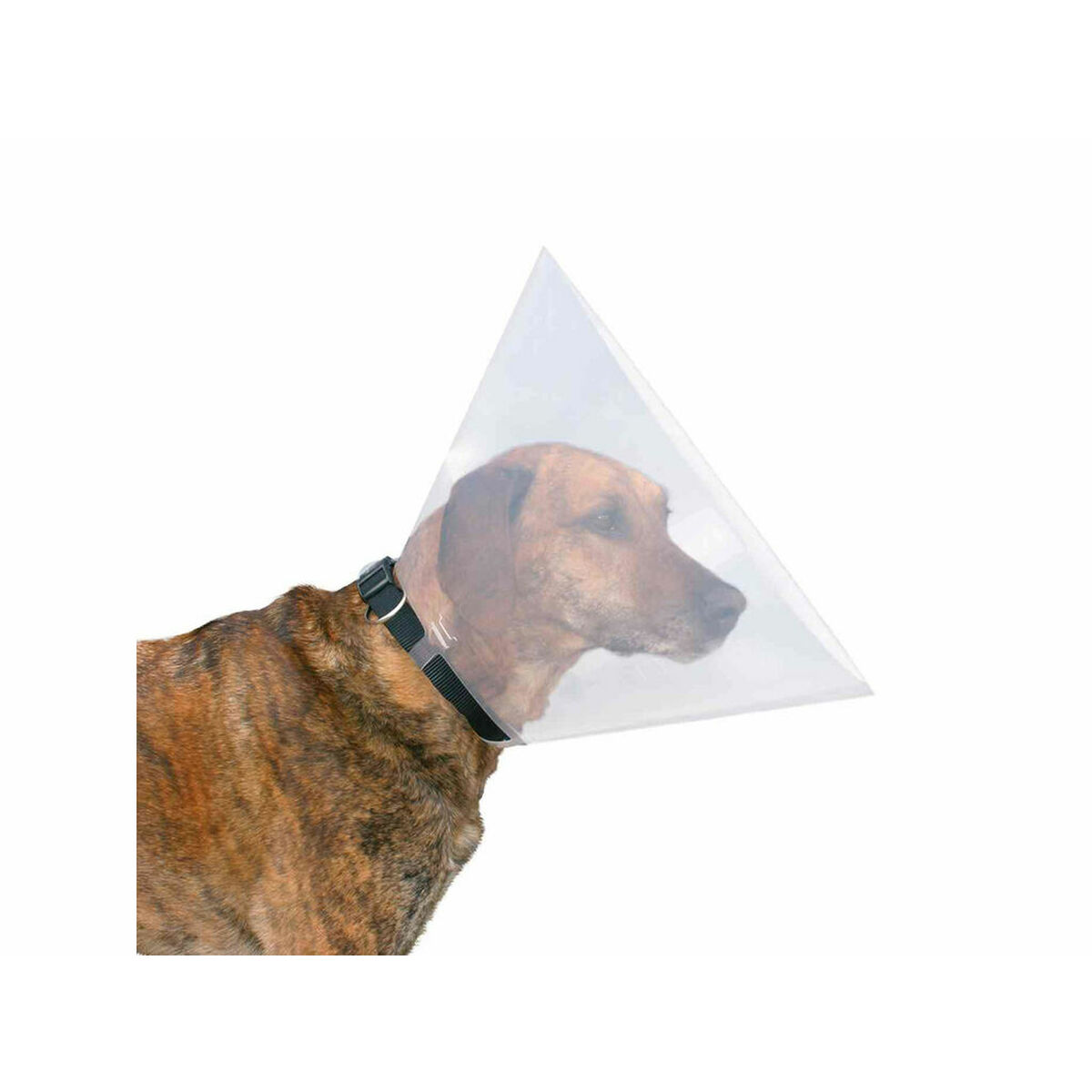Cane con collare a cono di plastica trasparente, su sfondo bianco.