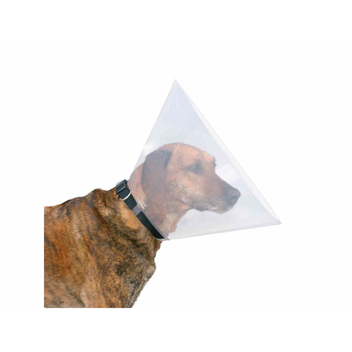 Perro con pelaje marrón, con un collar de cono de plástico transparente sobre fondo blanco.