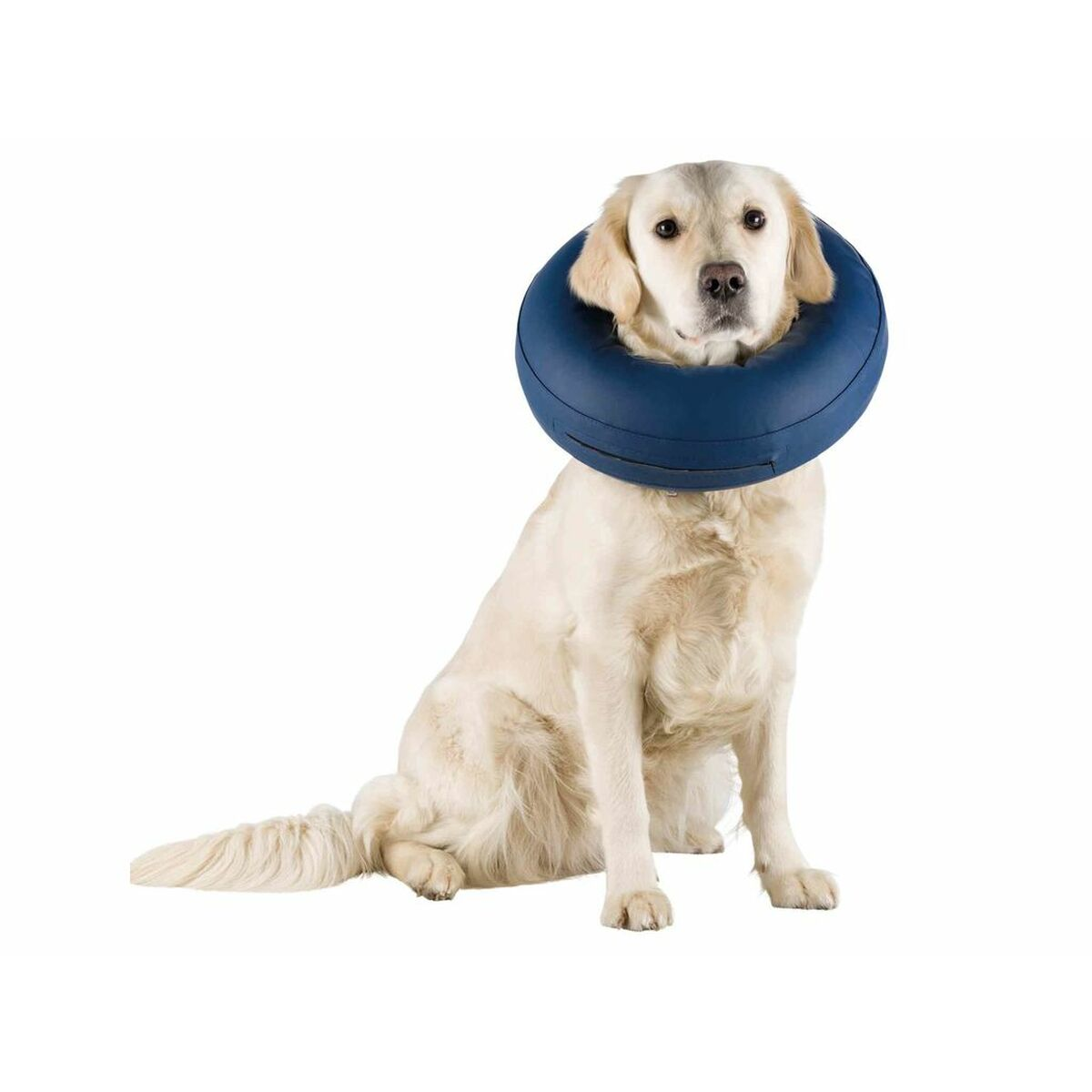 Golden Retriever con collare gonfiabile blu, seduto, sfondo bianco.