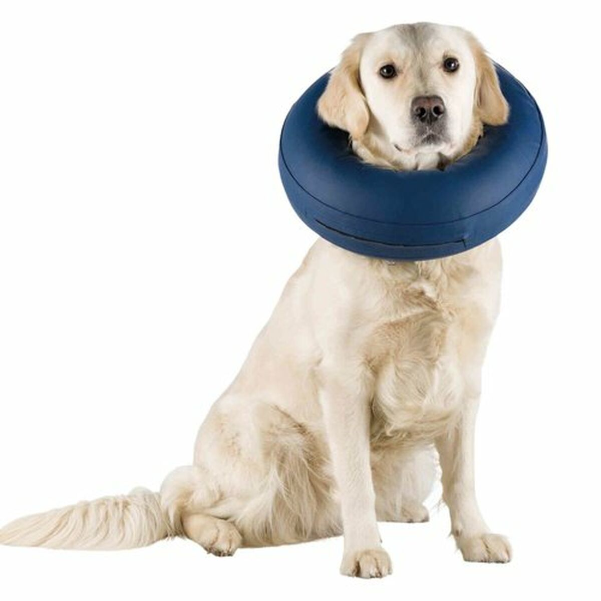 Cane Golden Retriever con collare di recupero gonfiabile blu. Il cane è seduto.
