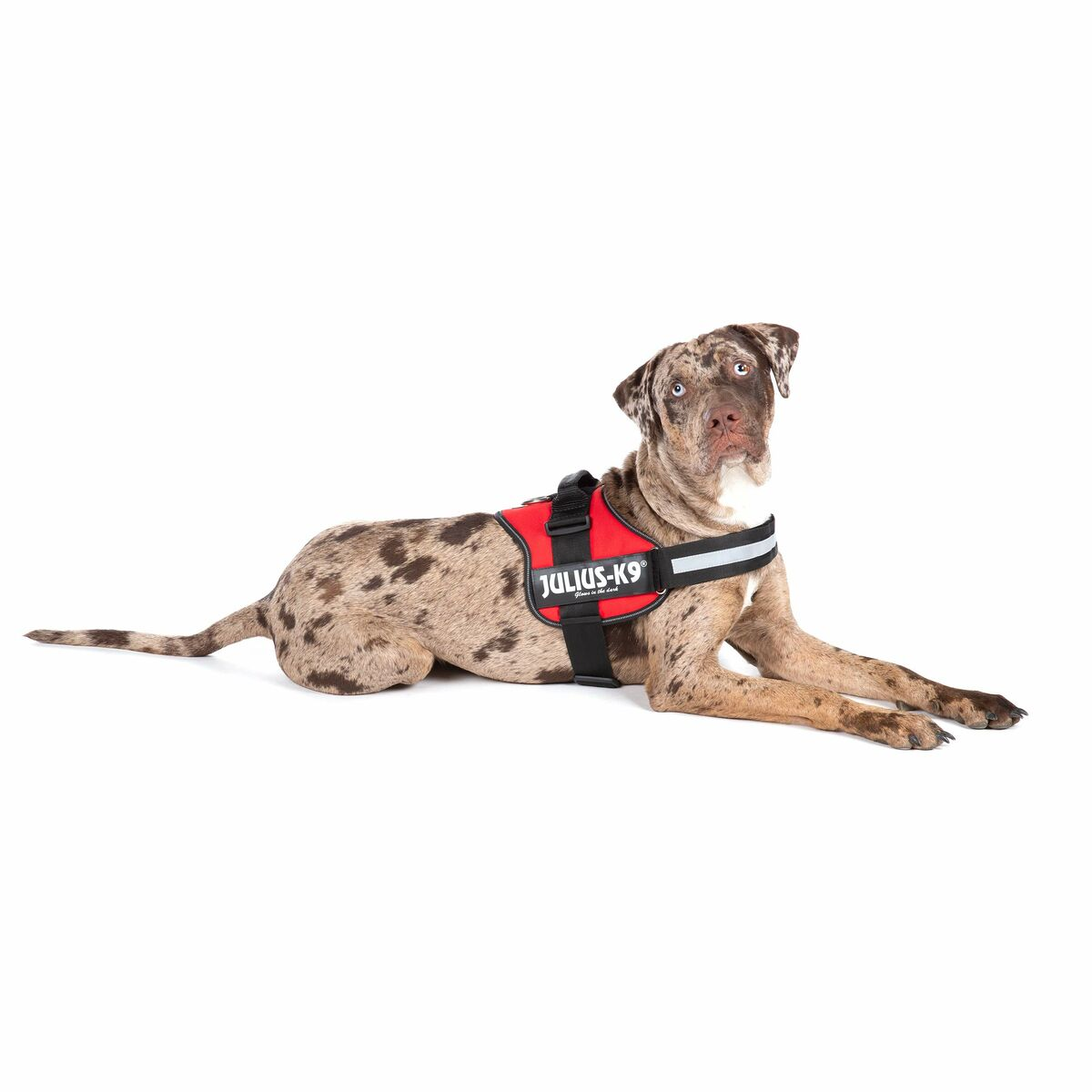 Un perro con un arnés rojo Julius-K9, acostado sobre fondo blanco.