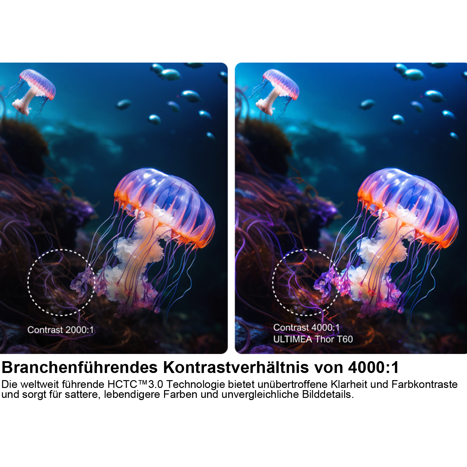 Zwei Bilder von Quallen im Wasser. Eines zeigt einen Kontrast von 2000:1, das andere 4000:1.