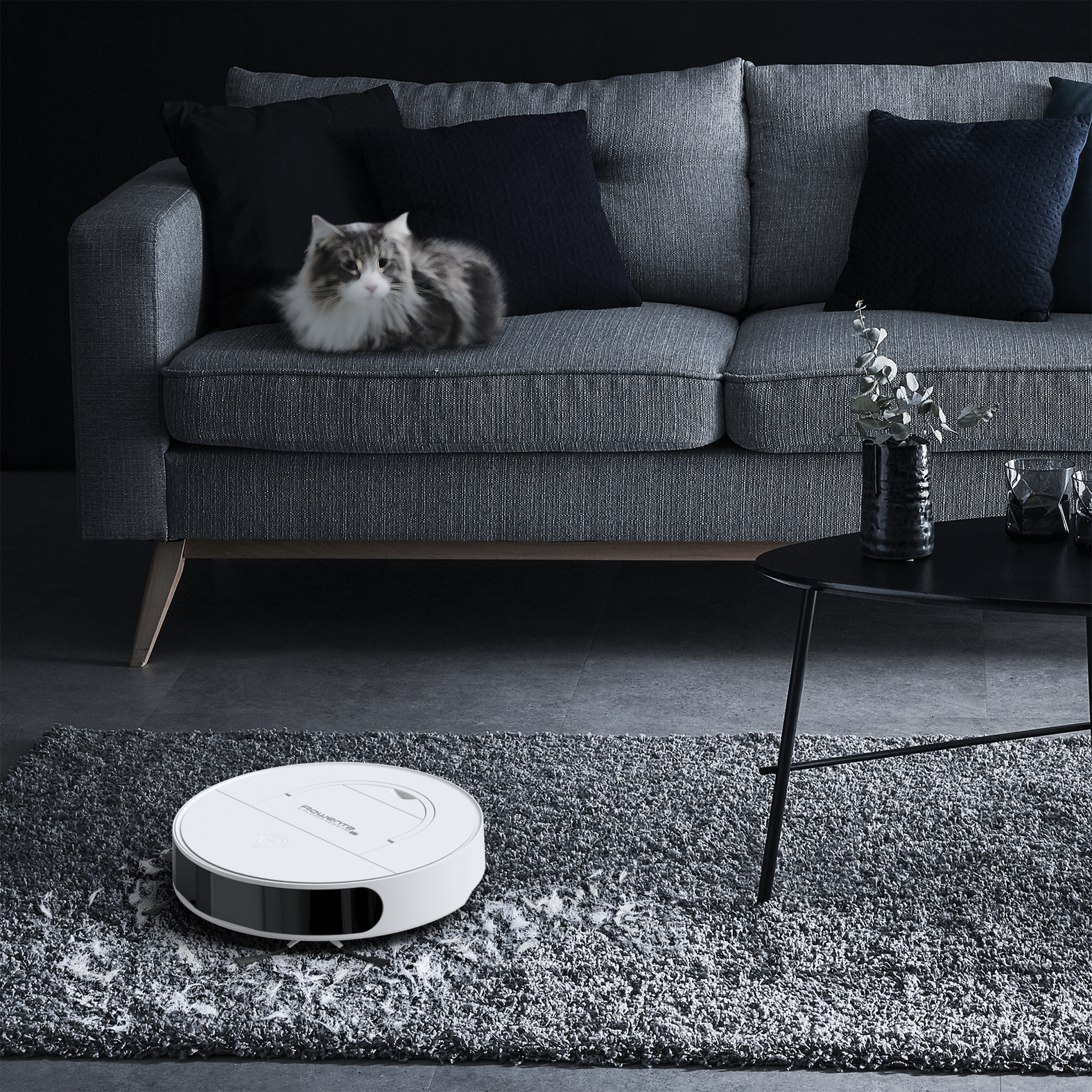 Un aspirapolvere robot bianco pulisce un tappeto grigio. Un gatto riposa su un divano grigio sullo sfondo.