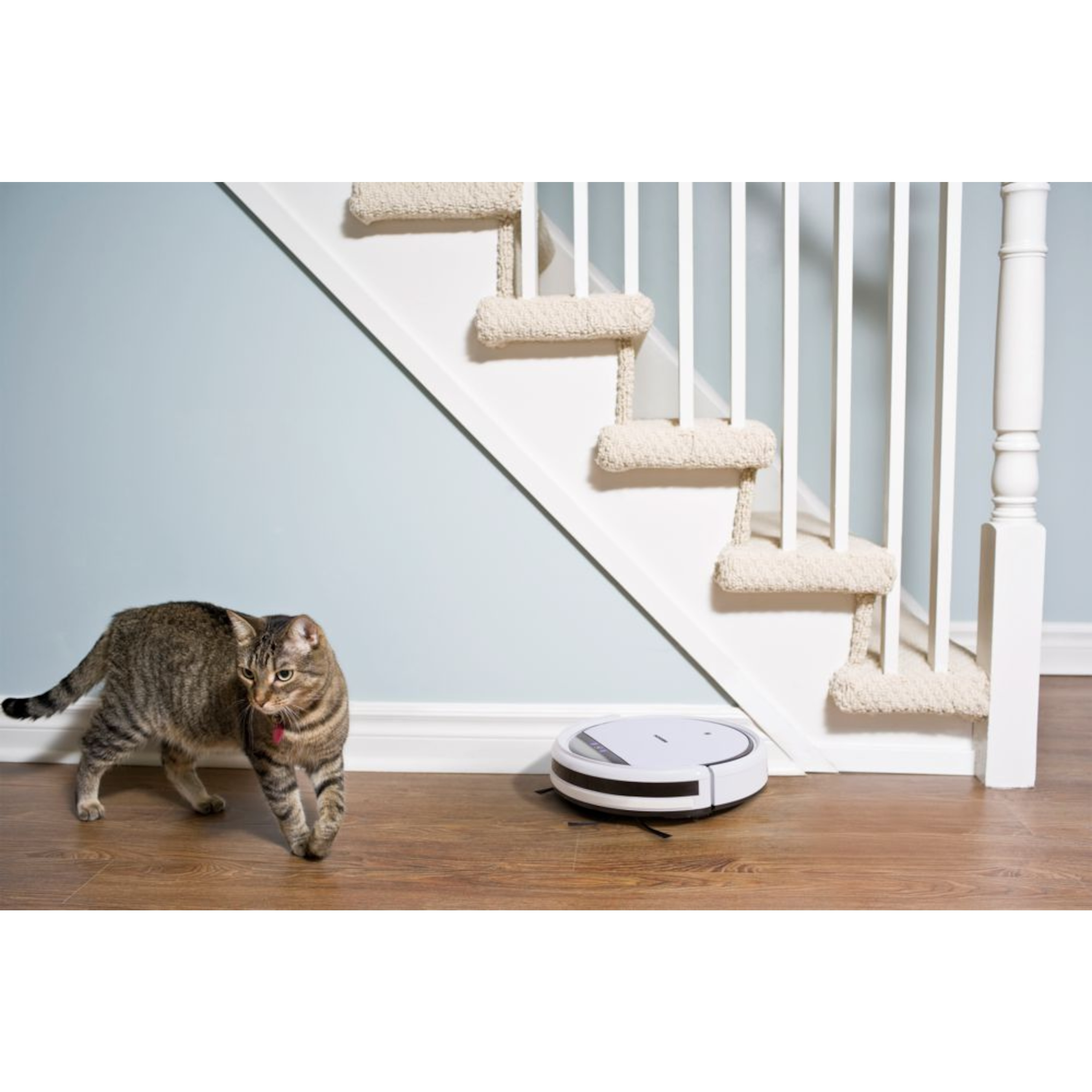 Kot i odkurzacz automatyczny na podłodze z twardego drewna w pobliżu schodów i blado-niebieskiej ściany.