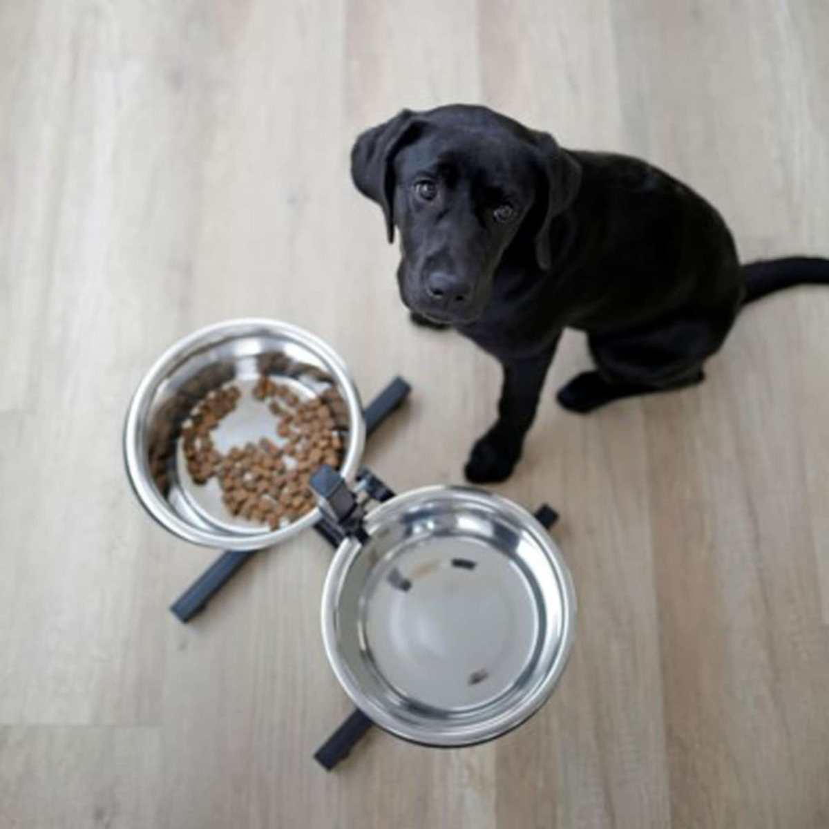 Ein schwarzer Labrador-Welpe blickt in die Kamera neben Futternäpfen.