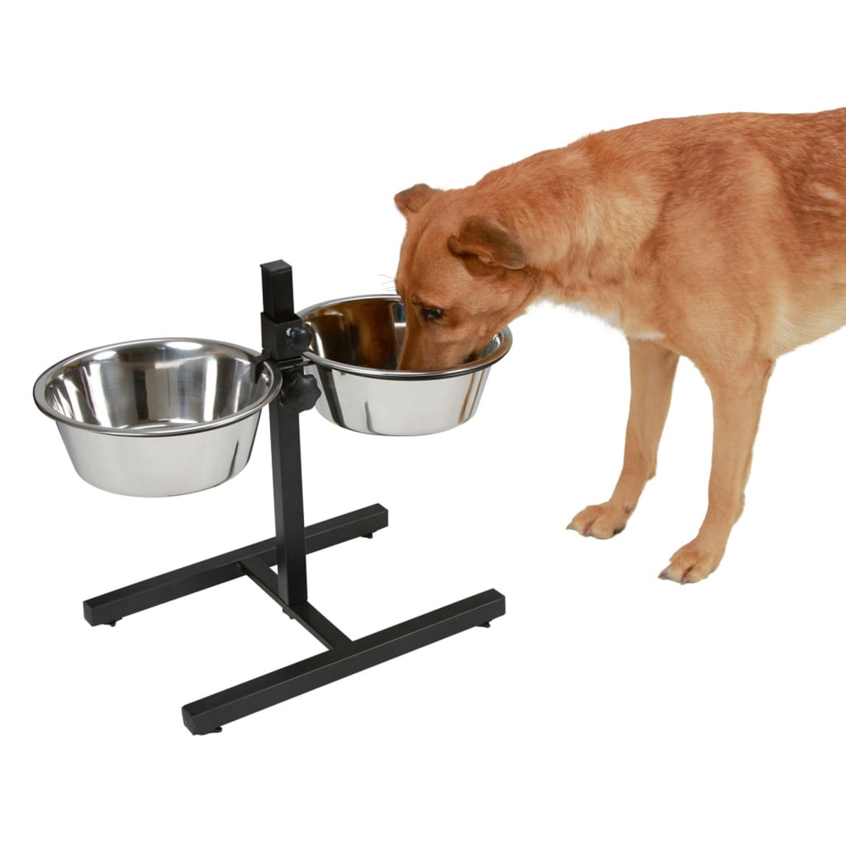 Hund, der von einem Doppel-Edelstahlnapfständer frisst. Weißer Hintergrund.