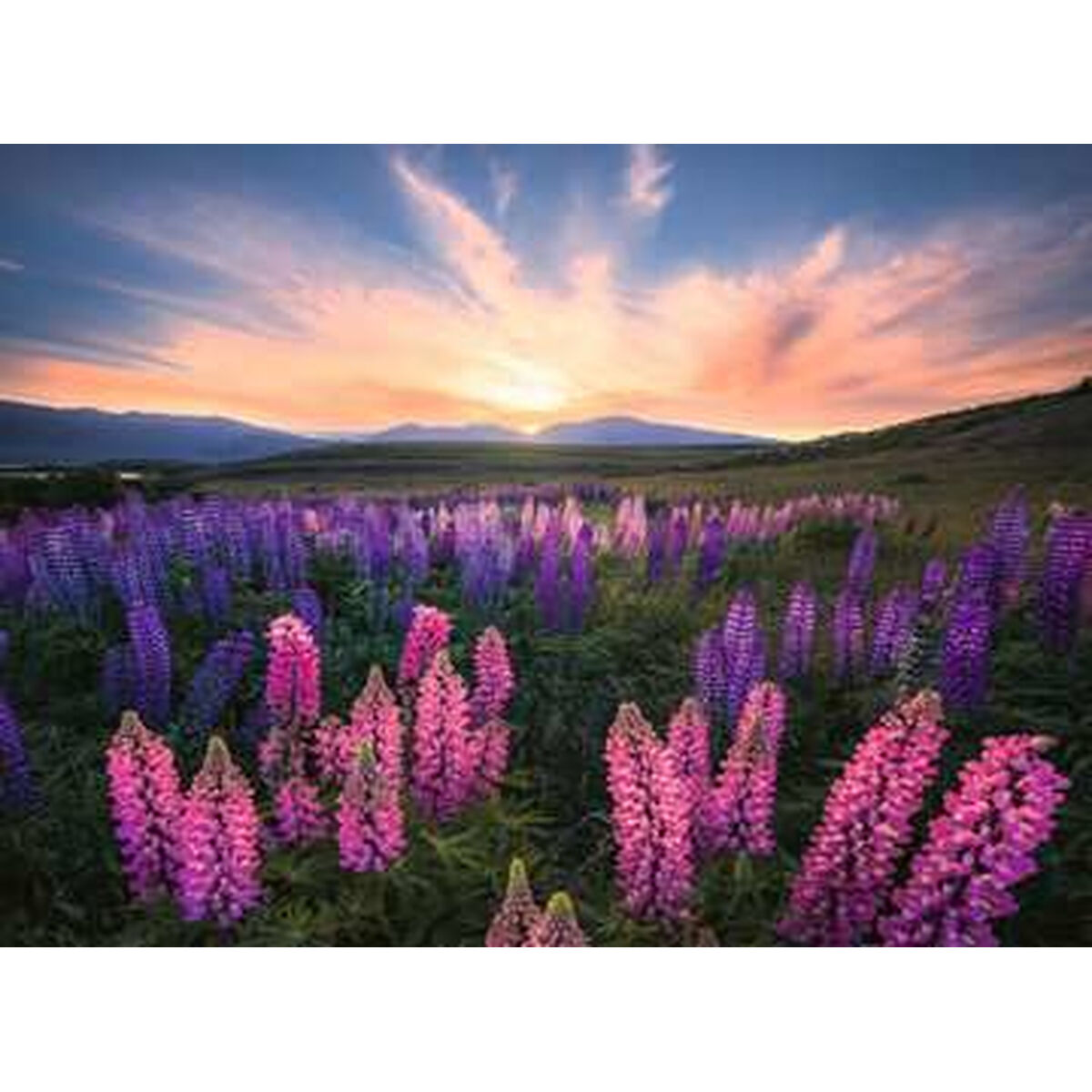 Ein Puzzle mit einem Feld aus rosa und lila Blumen unter einem Sonnenuntergangshimmel.