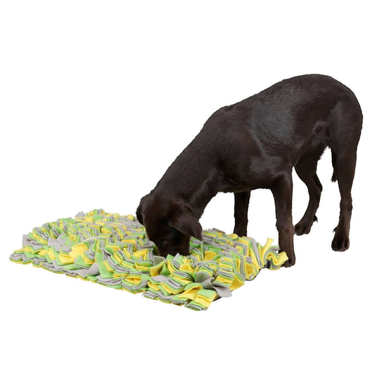 Brauner Hund schnüffelt an einer bunten Matte. Die Matte hat gelbe, graue und grüne Abschnitte.