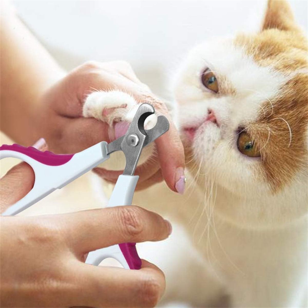 Eine Person schneidet die Krallen einer Katze mit einem Clipper. Die Katze schaut auf den Clipper.
