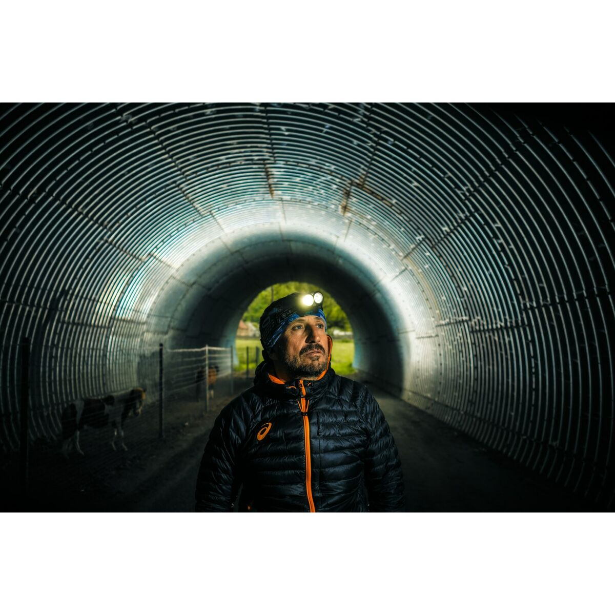 Mann mit Stirnlampe blickt in einen Tunnel, im Hintergrund zwei Kühe.