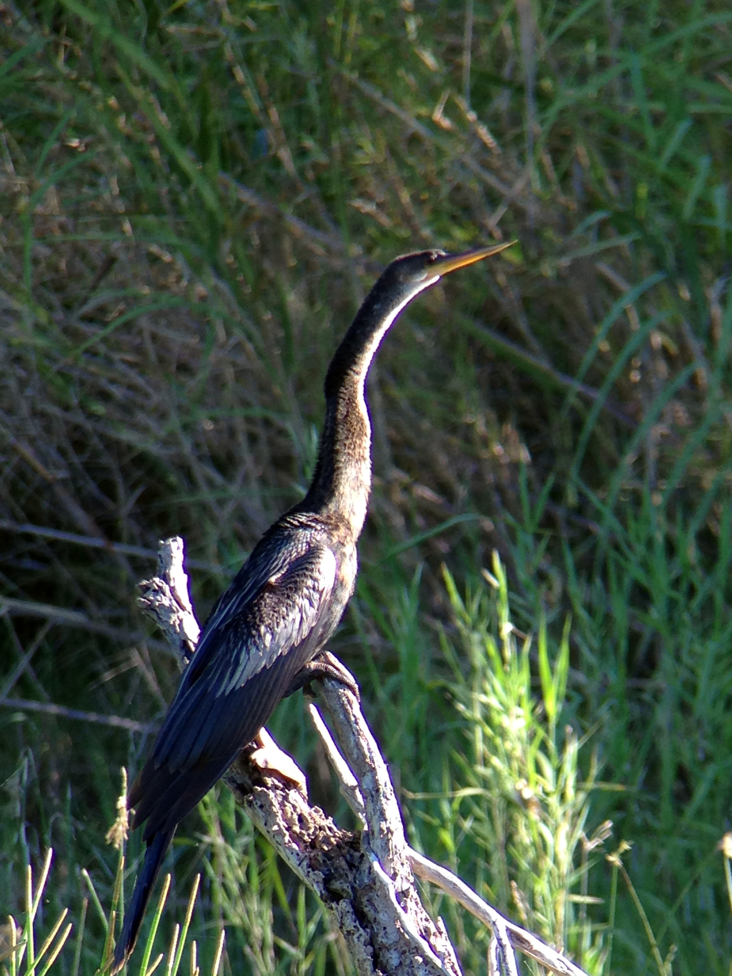 Ein Vogel mit langem Hals sitzt auf einem Ast, mit grünem Gras im Hintergrund.
