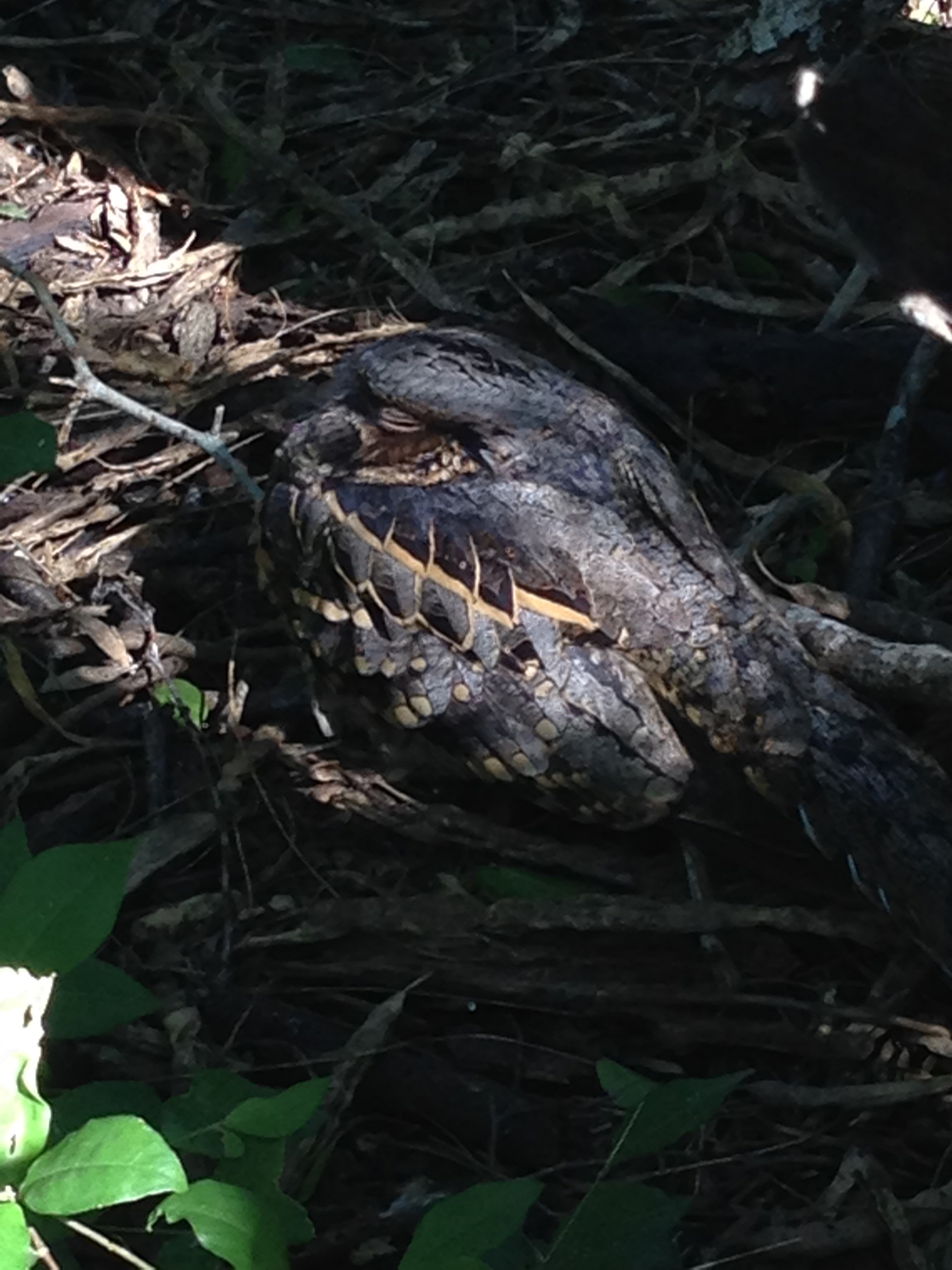 Ein nachtaktiver Vogel tarnt sich zwischen Blättern und Ästen, verschmilzt mit dem Waldboden.