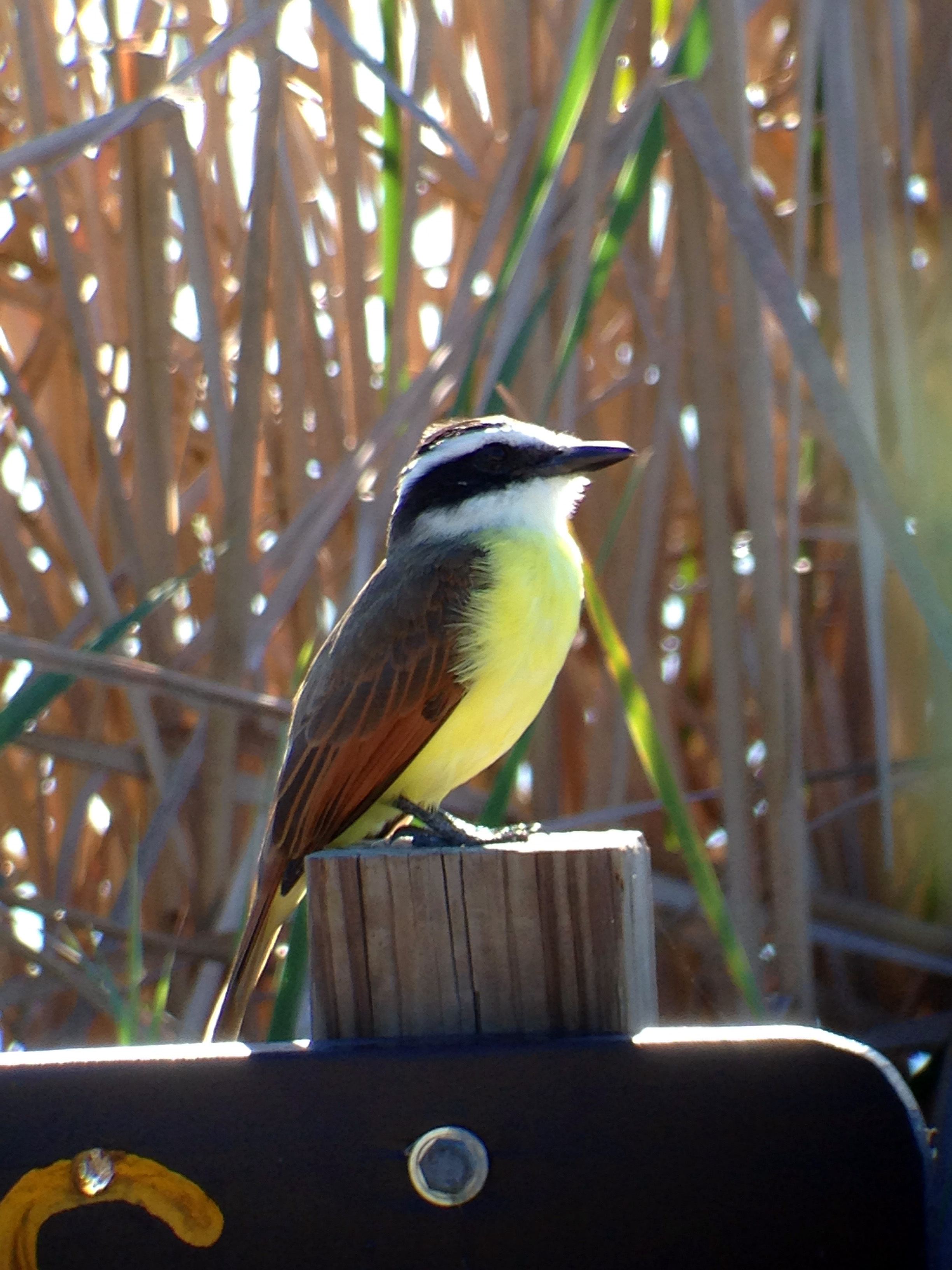 Ein Vogel sitzt auf einem Holzpfosten. Es hat gelbe und braune Federn. Hintergrund hat hohes braunes Gras.
