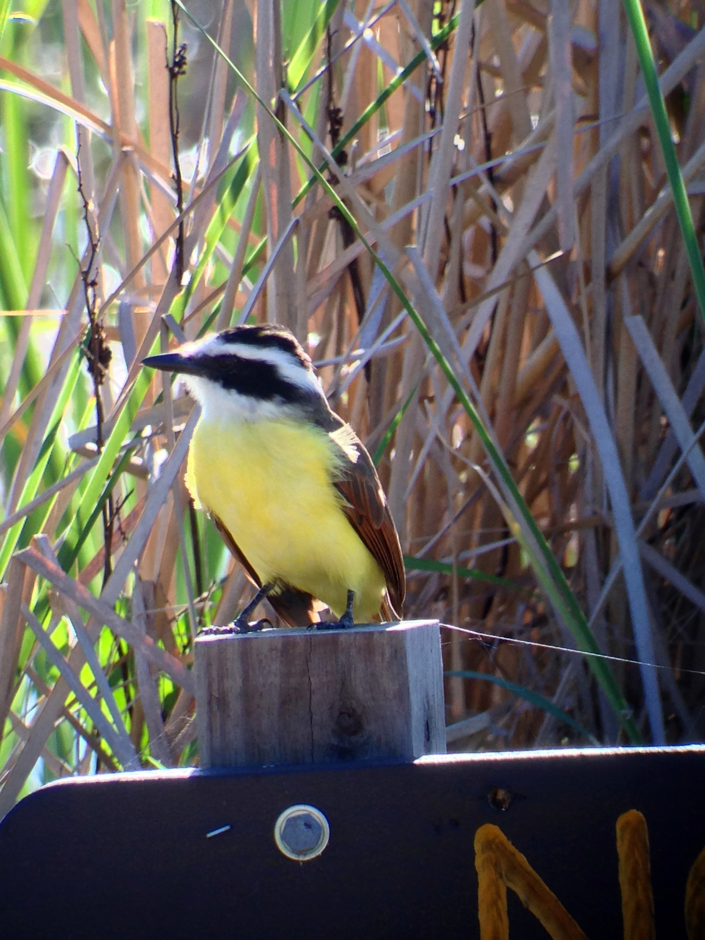 Ein gelber Vogel mit einem schwarz-weißen Kopf sitzt auf einem Holzpfosten, vor hohem Gras.