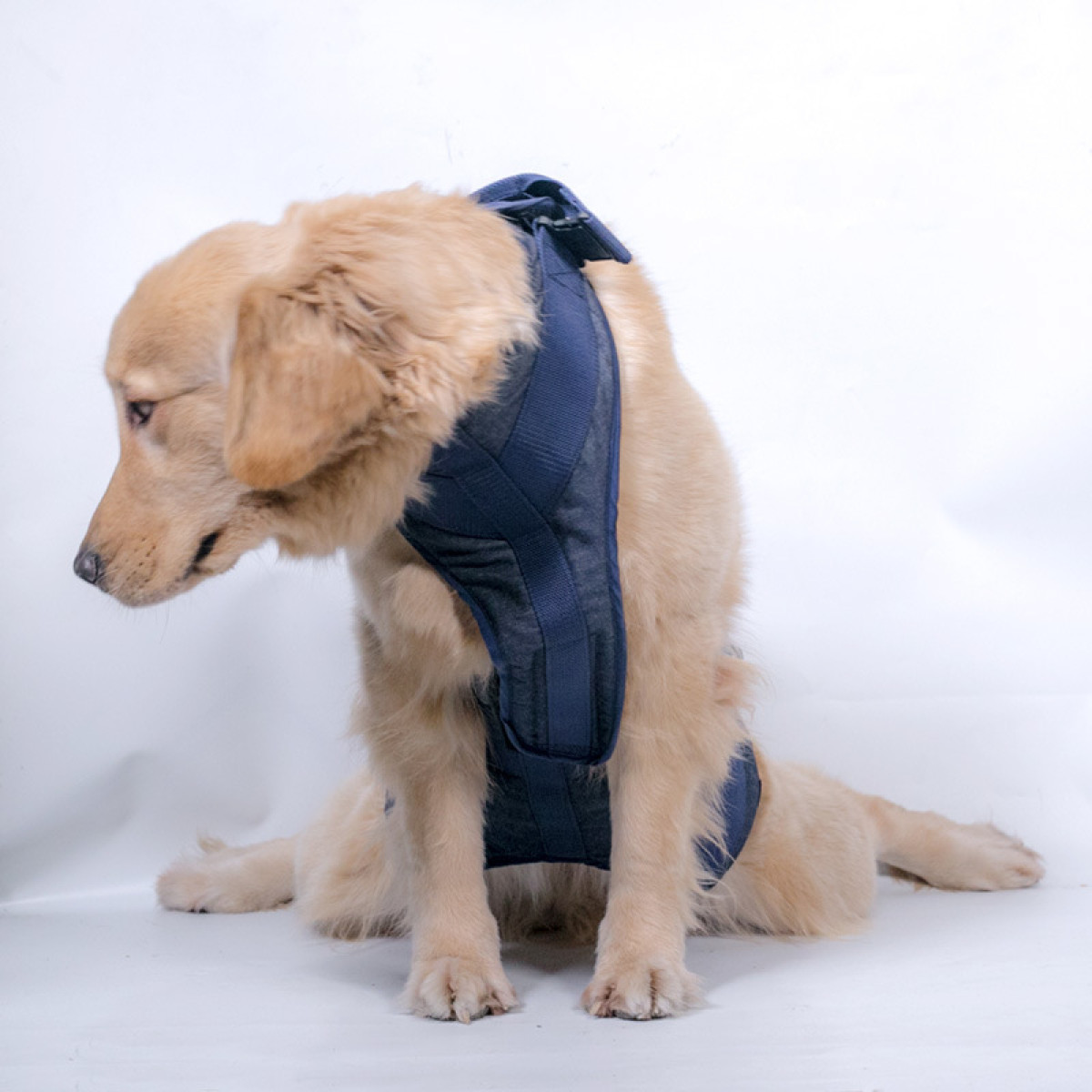 Golden Retriever Hund, der einen marineblauen Stützgurt trägt.