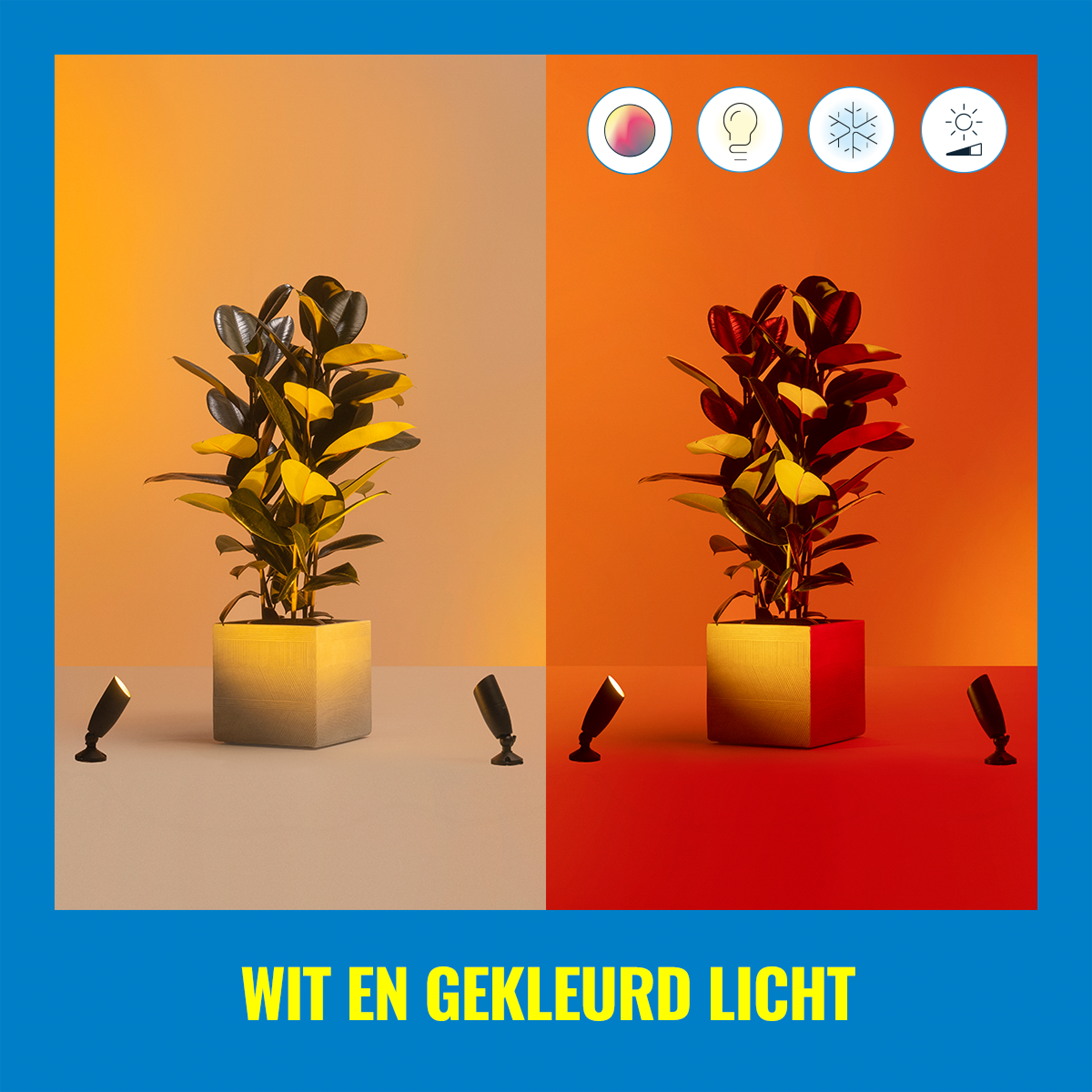 Two plants in pots. One has yellow leaves, the other red. Text: White and colored light.
