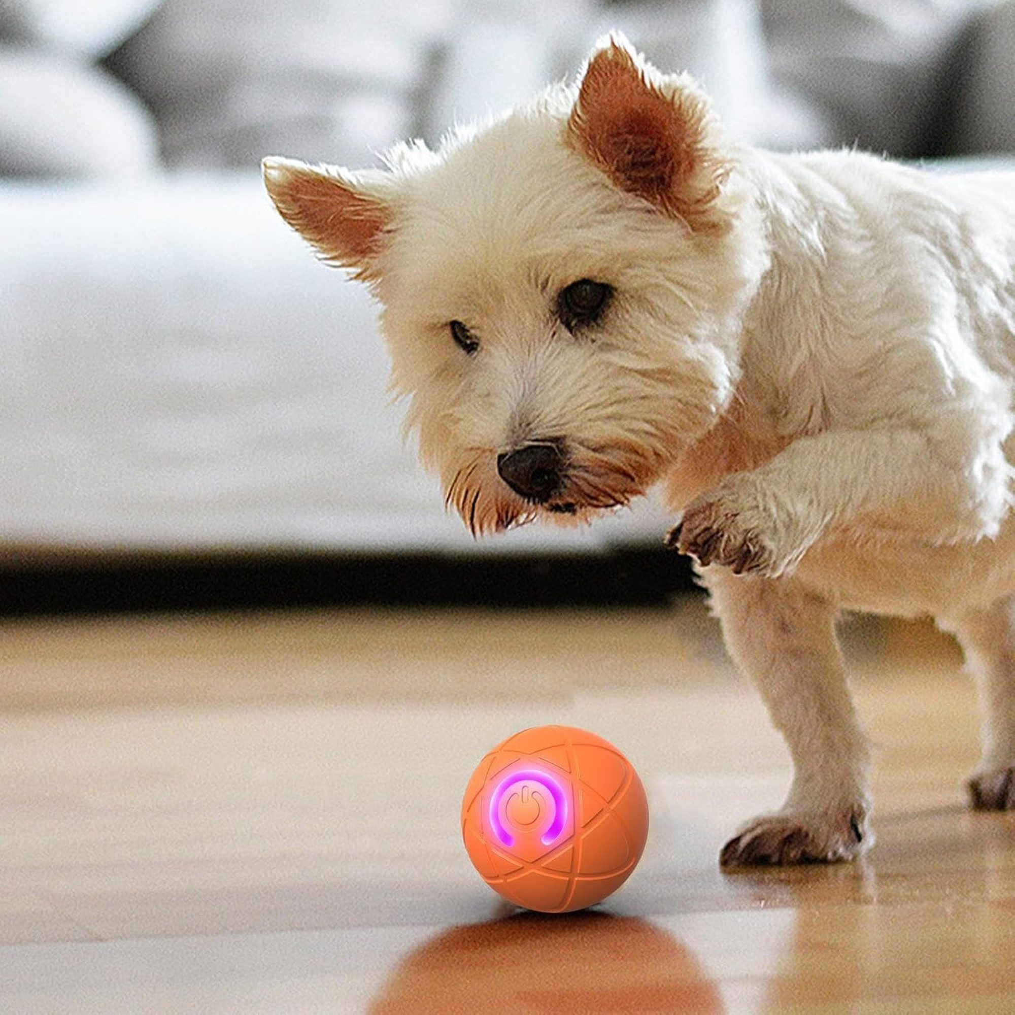 Ein weißer West Highland Terrier schaut auf einen orangefarbenen, leuchtenden Ball auf einem Holzboden.