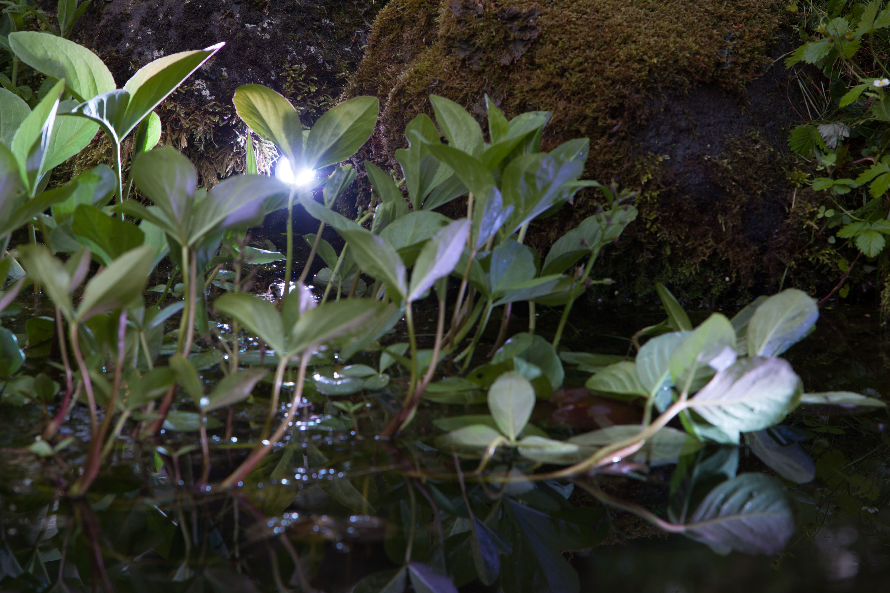 Plantes vertes à grandes feuilles dans un cadre semblable à un étang, éclairées par un projecteur.