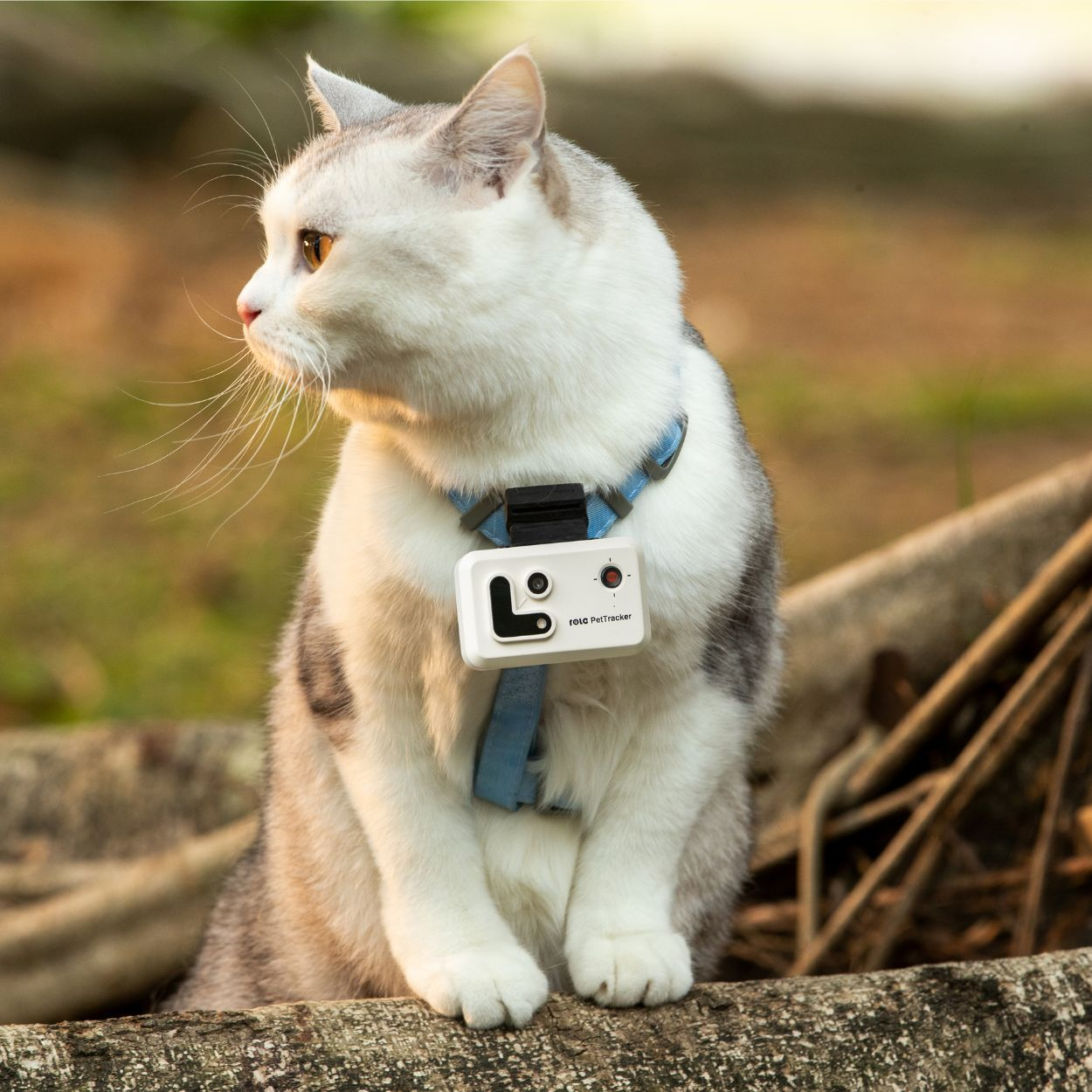 Eine weiße Katze mit Halsband sitzt im Freien auf einem Baumstamm und blickt nach links.