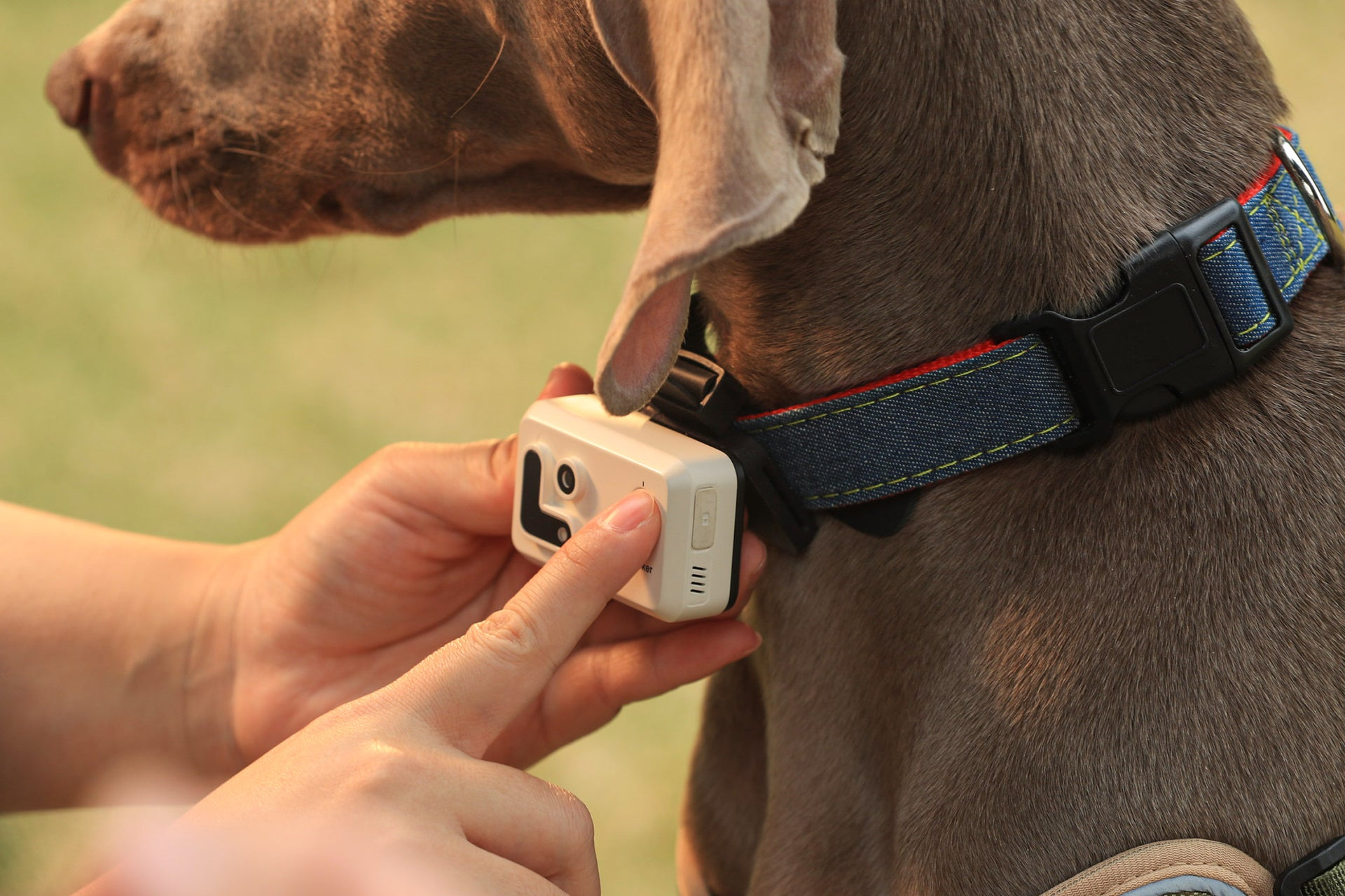 Hund mit einem digitalen Kamerahalsband. Hand drückt den Knopf. Grüner Hintergrund.