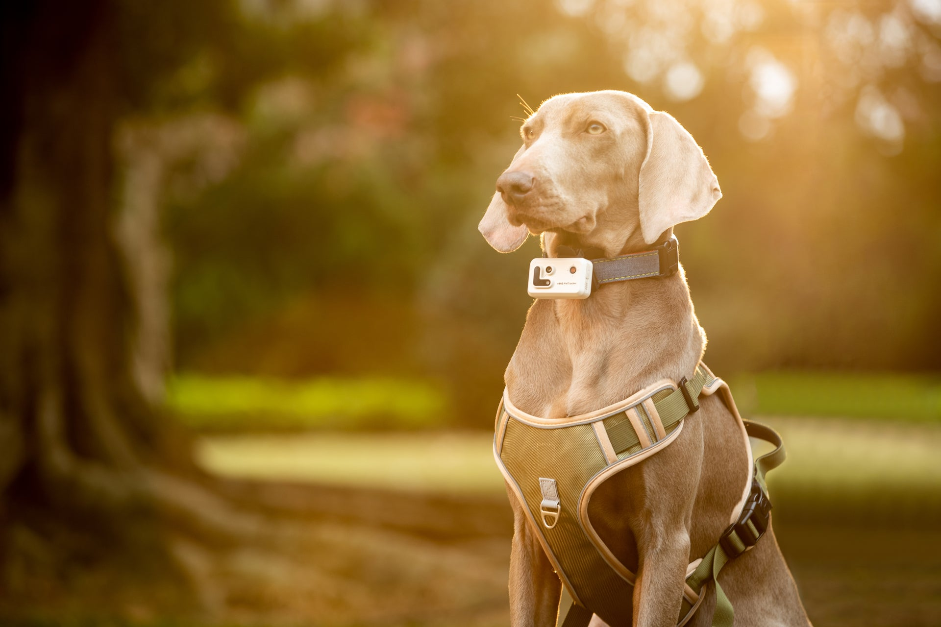 Ein Hund mit Halsband und Gerät. Parkhintergrund mit Sonnenlicht.