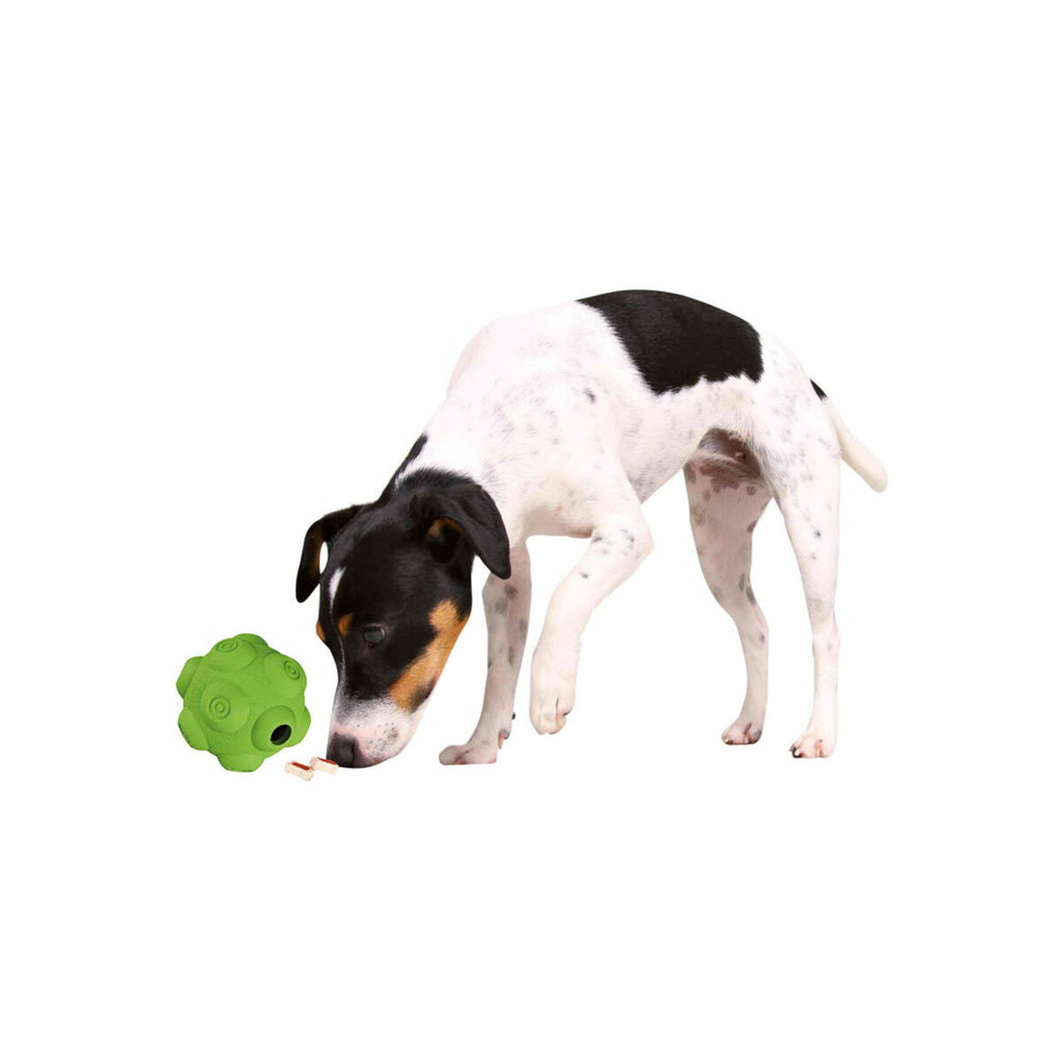 Un cane che gioca con un giocattolo verde. Il cane guarda il giocattolo, sfondo bianco.