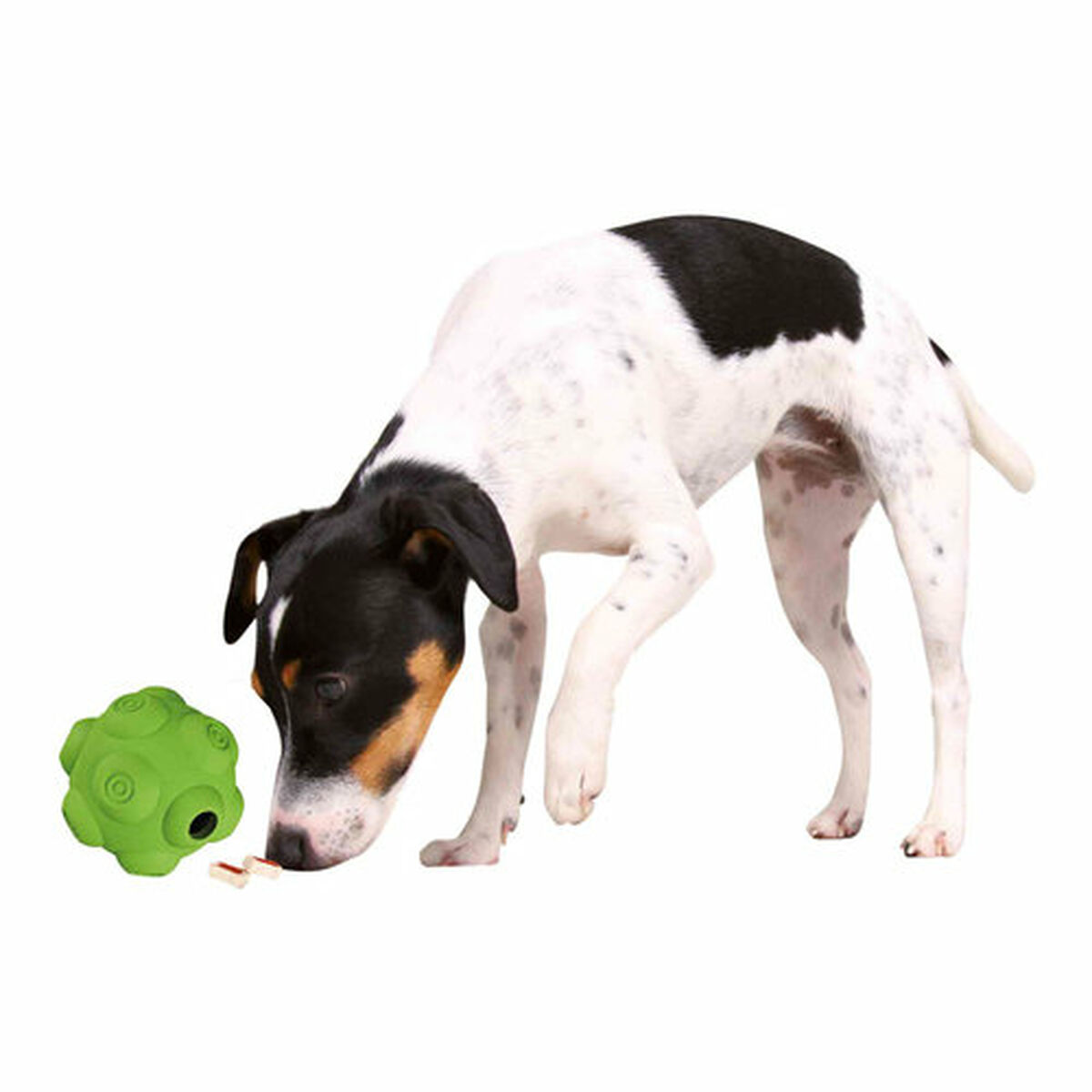 Cane che guarda una palla verde e delle leccornie su sfondo bianco.