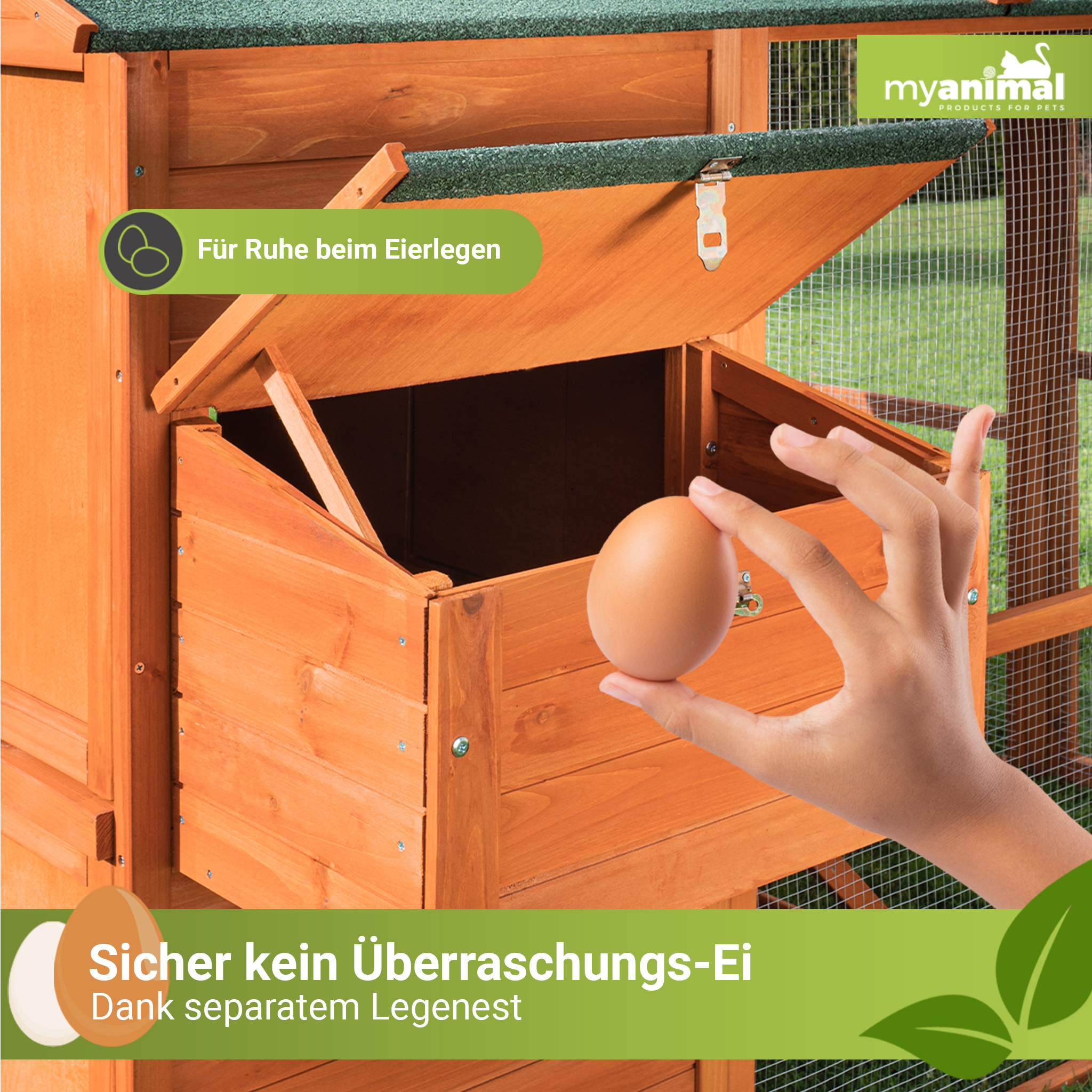 Hand hält Ei neben offenem Legenest in einem hölzernen Hühnerstall.